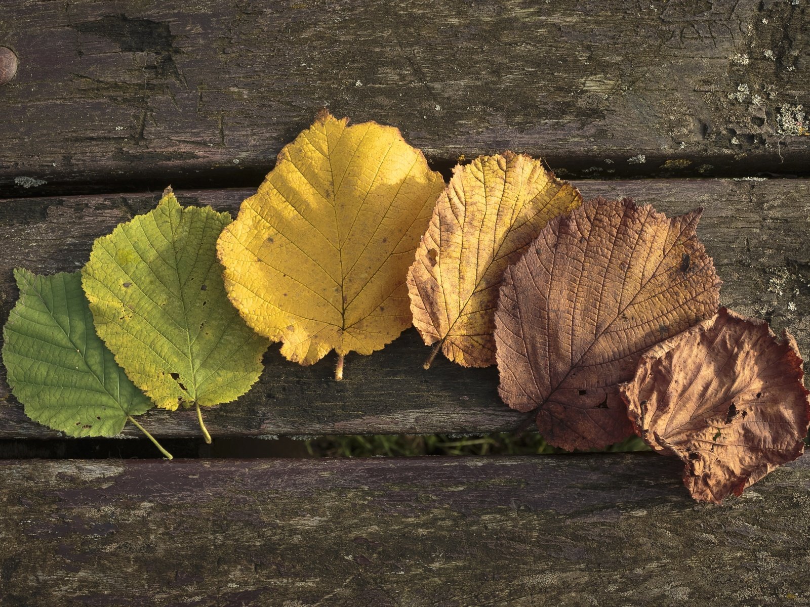 Обои листья, осень, осен,  листья, leaves, autumn разрешение 2880x1620 Загрузить