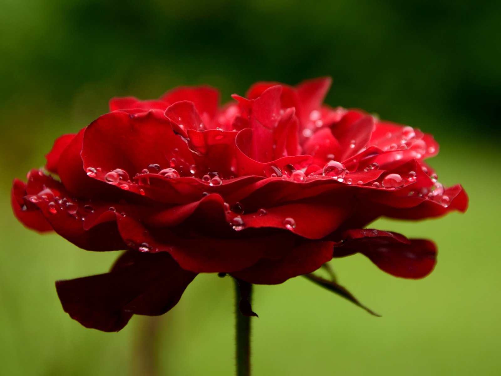 Обои макро, цветок, капли, роза, лепестки, красная, краcный,  цветы, macro, flower, drops, rose, petals, red, flowers разрешение 4136x3184 Загрузить