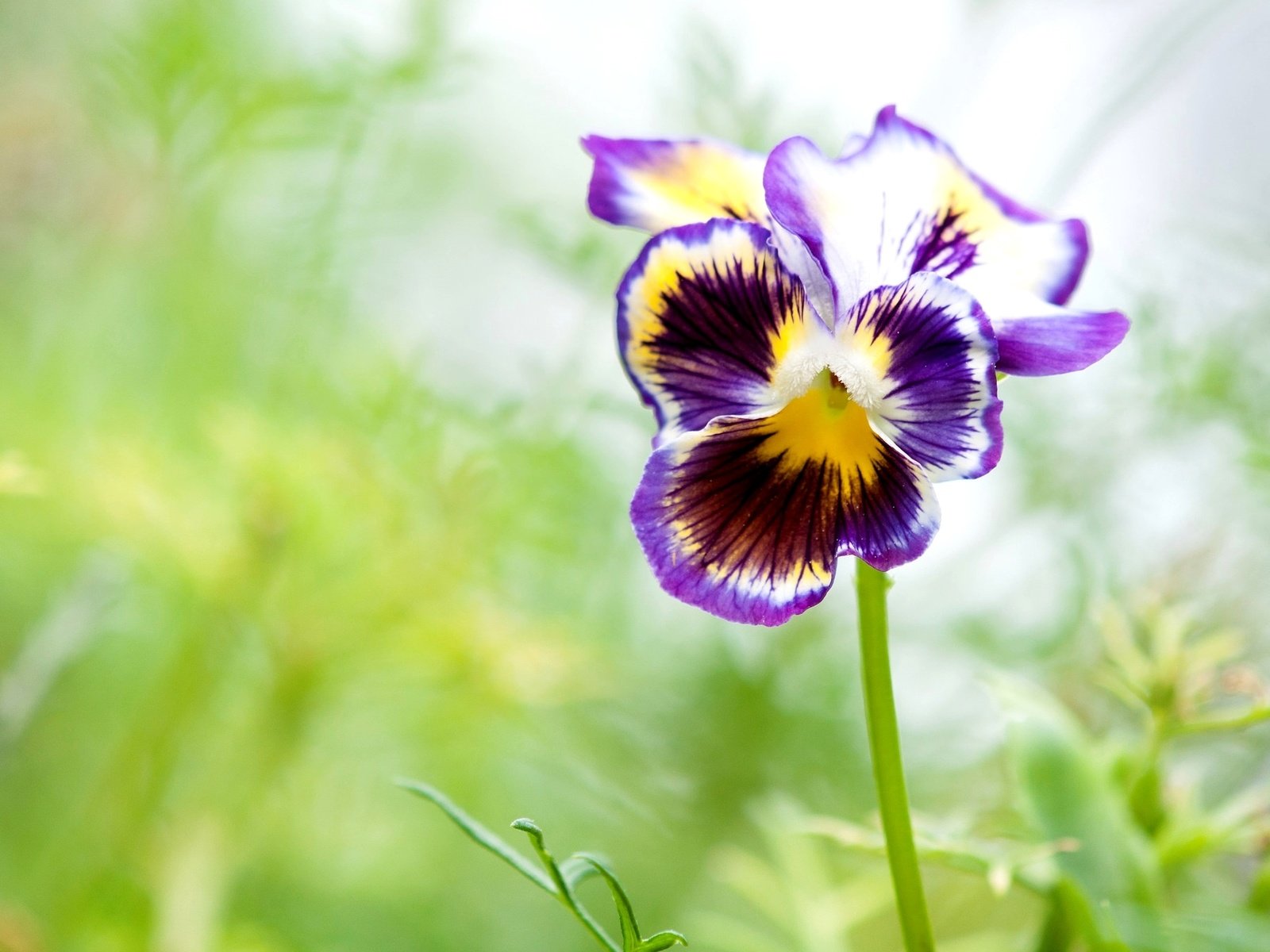 Обои макро, лепестки, анютины глазки, виола, macro, petals, pansy, viola разрешение 2048x1360 Загрузить