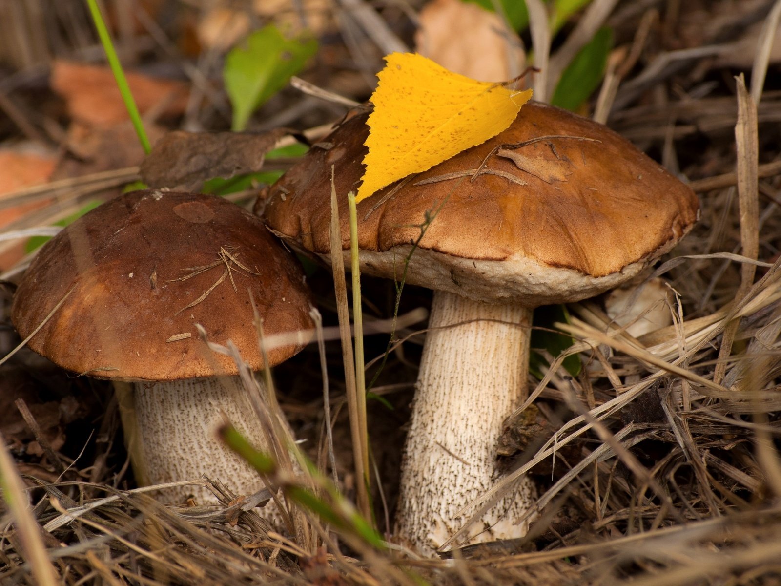 Обои осень, грибы, пара, подберезовик, подберезовики, autumn, mushrooms, pair, boletus, birch разрешение 2400x1594 Загрузить
