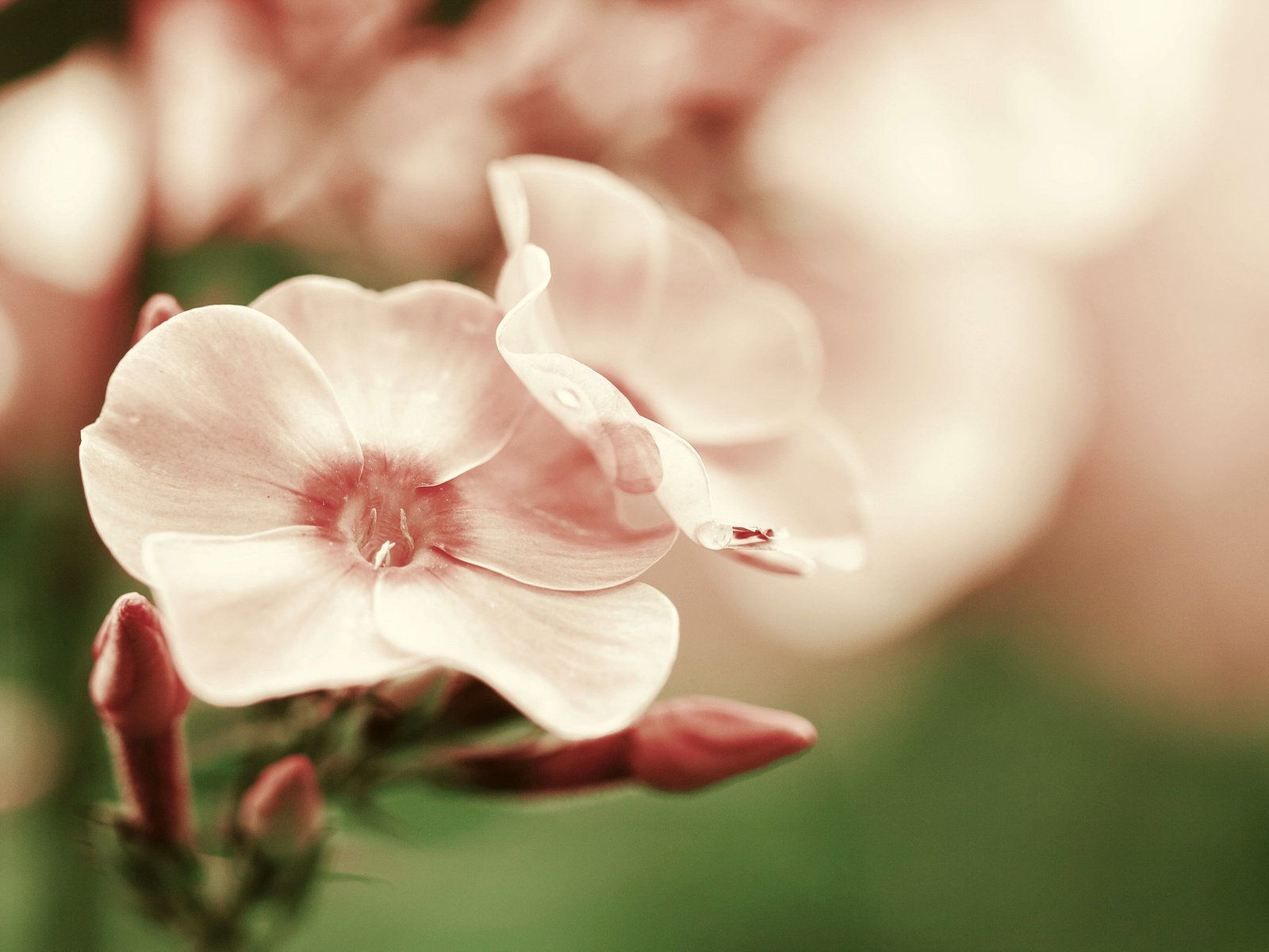 Обои цветок, лепестки, розовые, гортензия, flower, petals, pink, hydrangea разрешение 2048x1365 Загрузить