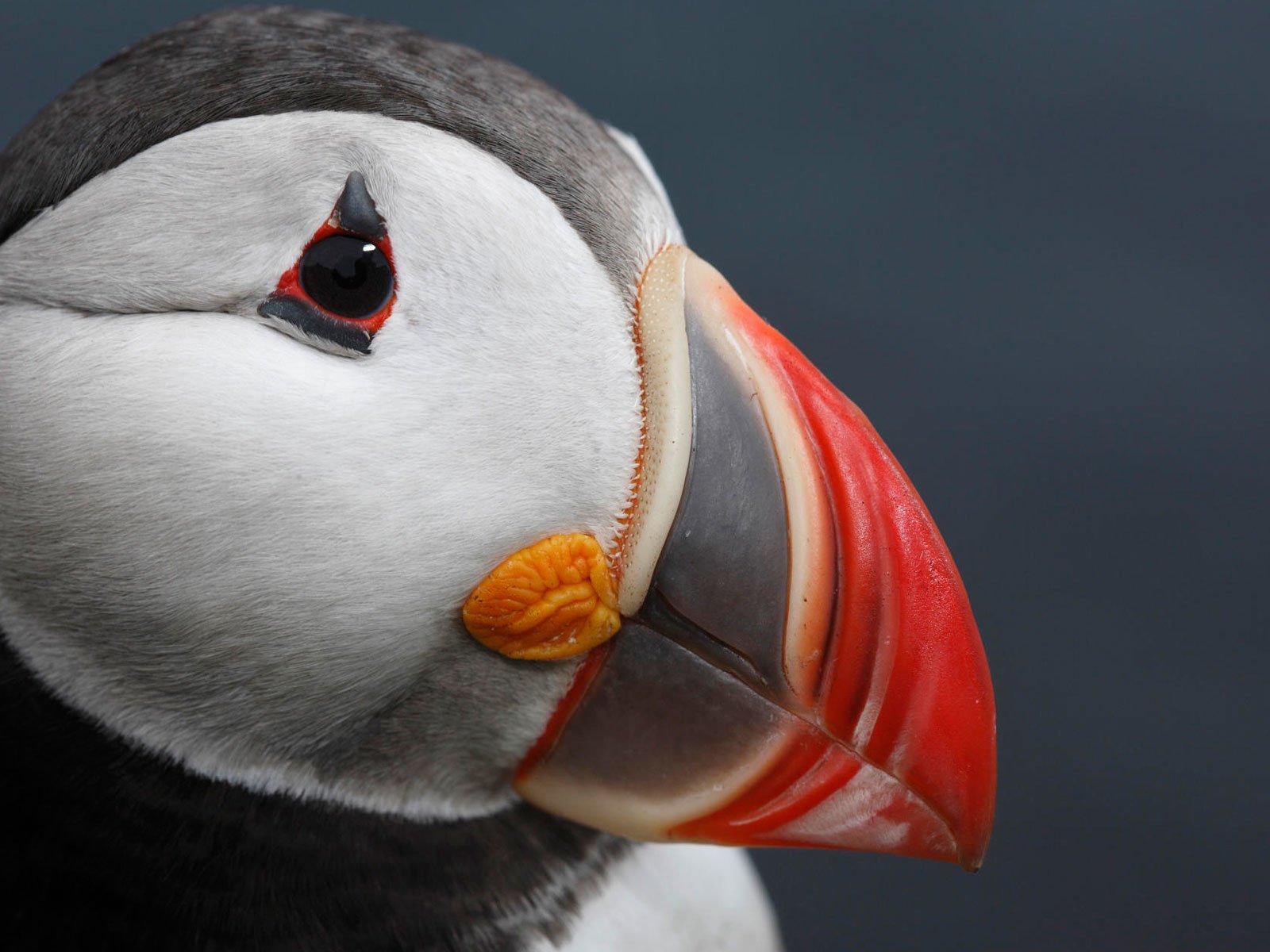 Обои морская, птица, клюв, атлантический тупик, sea, bird, beak, atlantic puffin разрешение 1920x1200 Загрузить