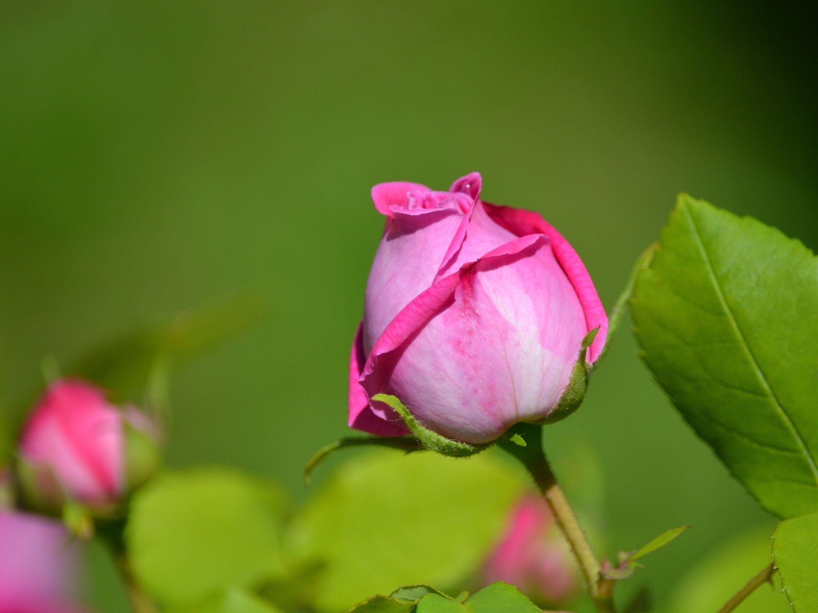 Обои макро, роза, бутон, macro, rose, bud разрешение 4608x3072 Загрузить