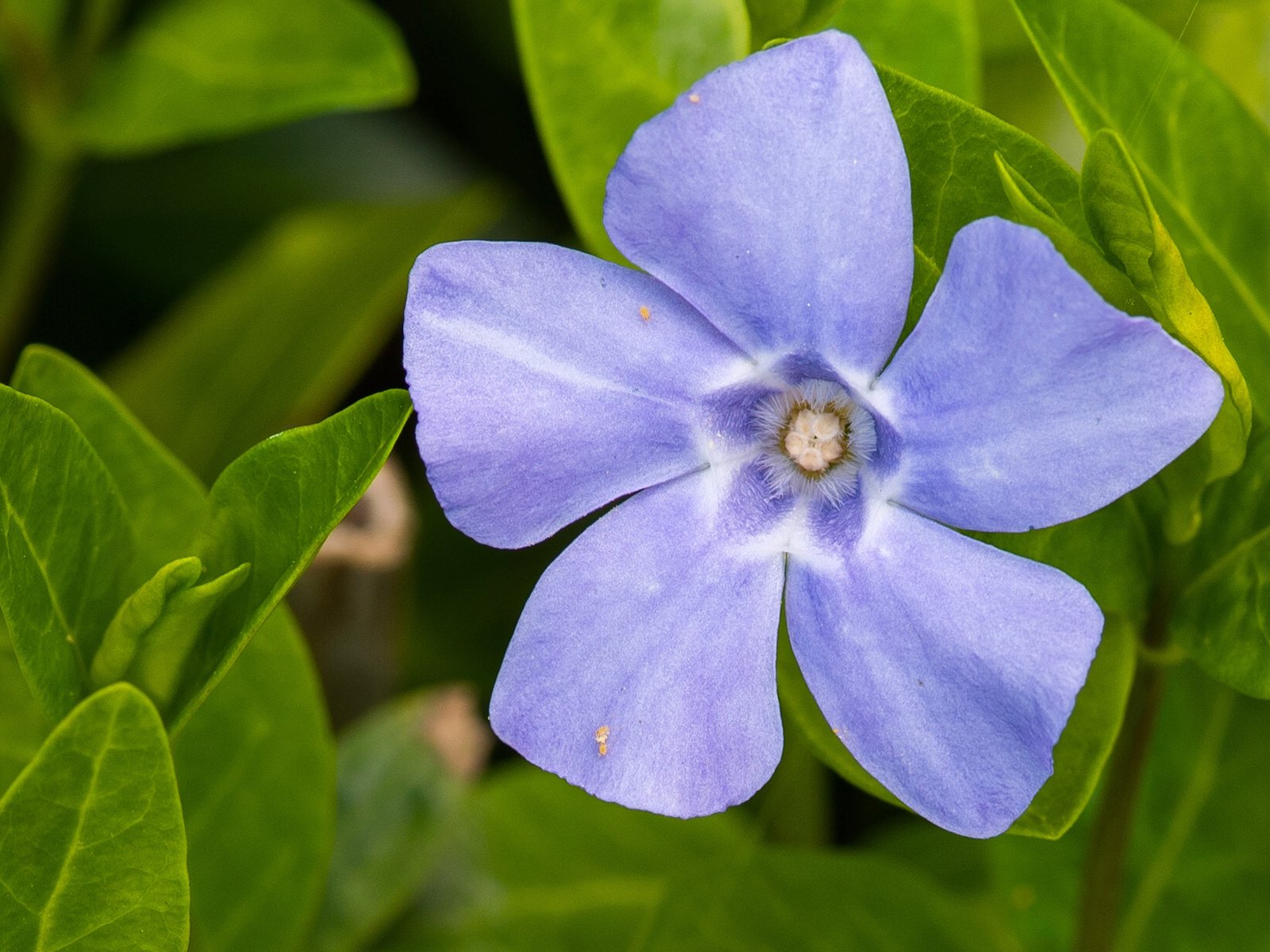 Обои макро, цветок, лепестки, листочки, барвинок, macro, flower, petals, leaves, periwinkle разрешение 2185x1229 Загрузить