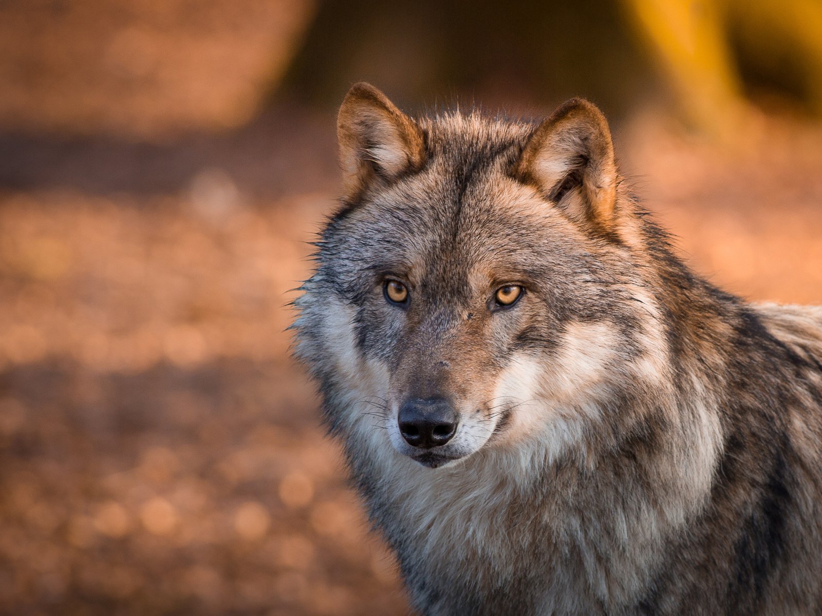 Обои глаза, морда, взгляд, волк, шерсть. хищник, eyes, face, look, wolf, wool. predator разрешение 2048x1365 Загрузить