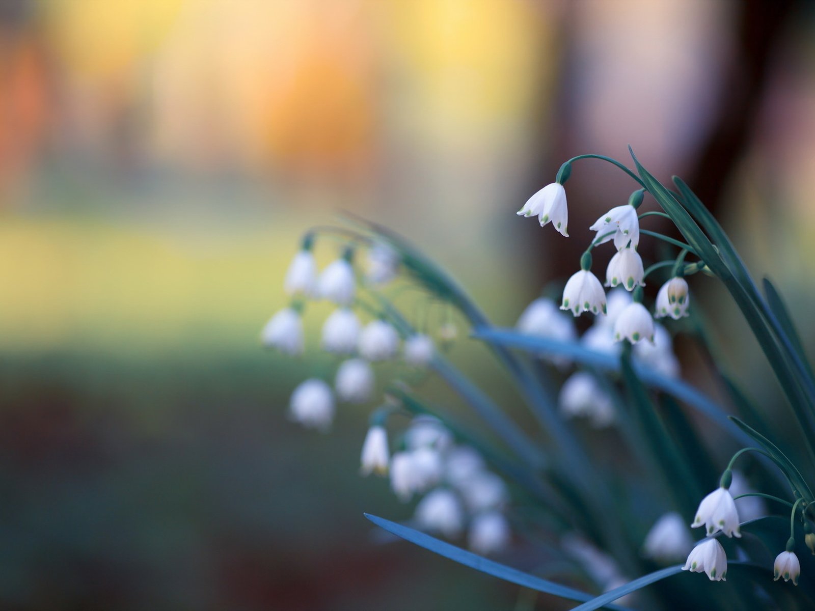 Обои цветы, природа, фон, ландыши, весна, flowers, nature, background, lilies of the valley, spring разрешение 1920x1279 Загрузить