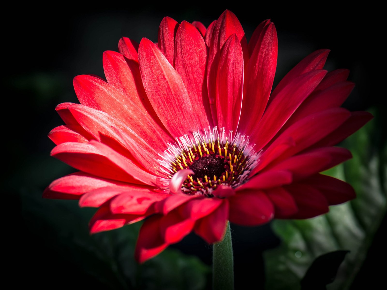 Обои макро, лепестки, гербера, macro, petals, gerbera разрешение 2048x1508 Загрузить