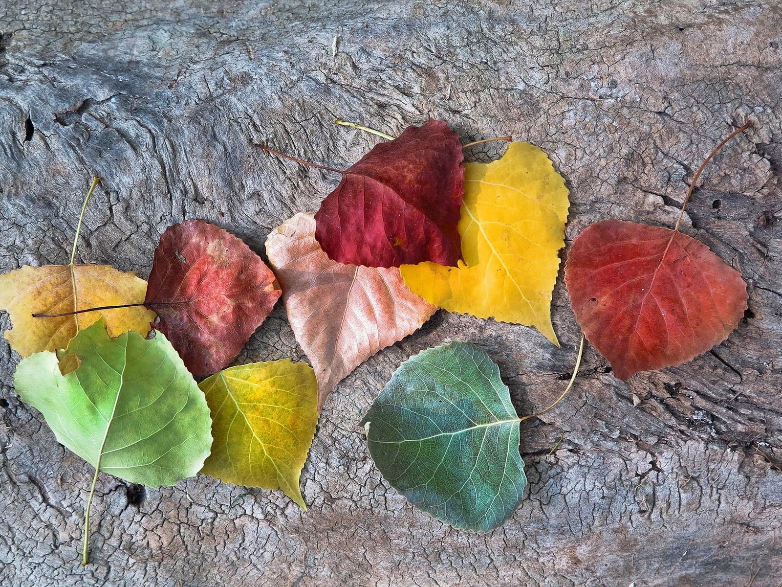 Осенние листья на поверхности