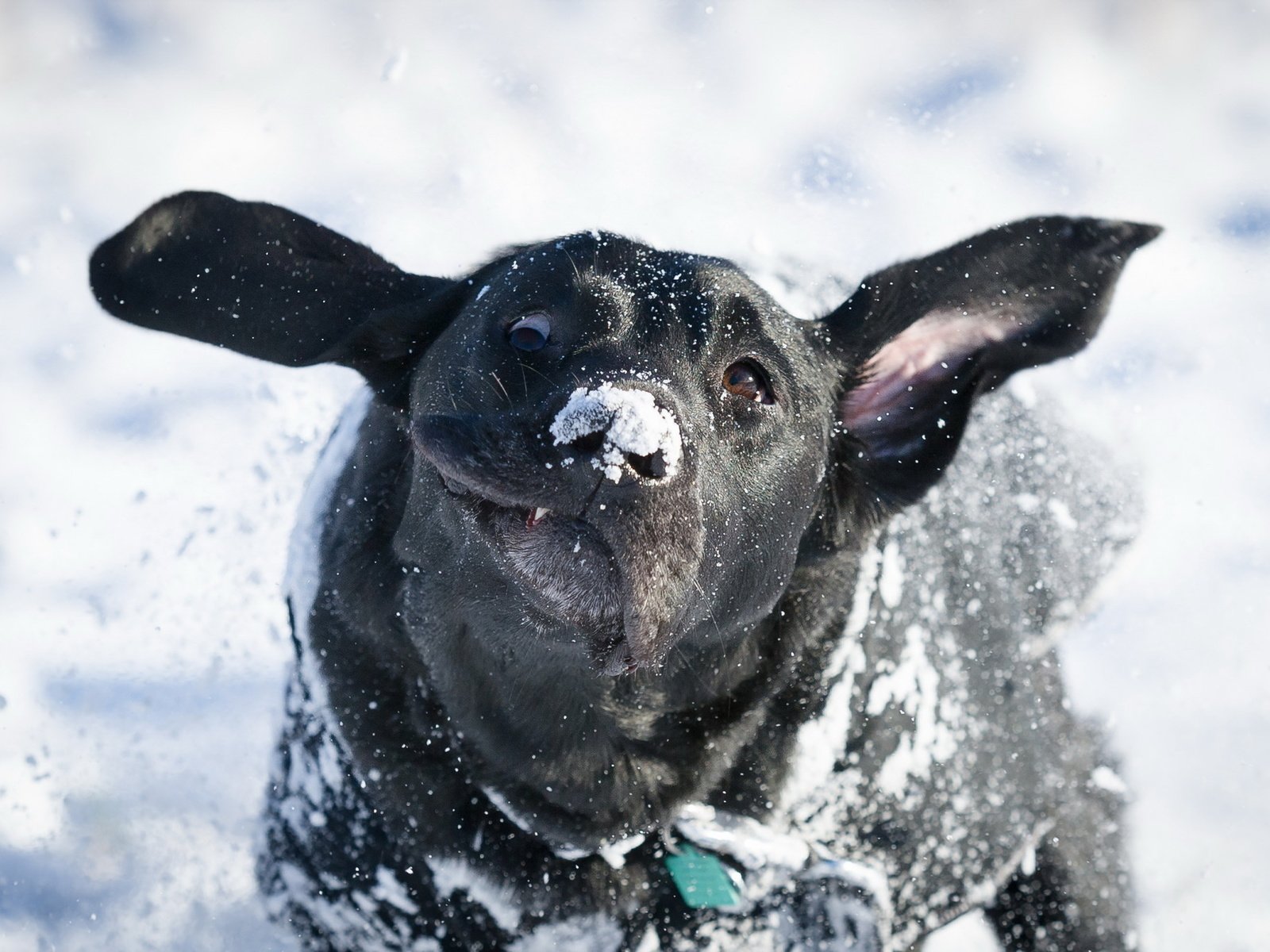 Обои снег, зима, взгляд, собака, друг, лабрадор, snow, winter, look, dog, each, labrador разрешение 2048x1363 Загрузить