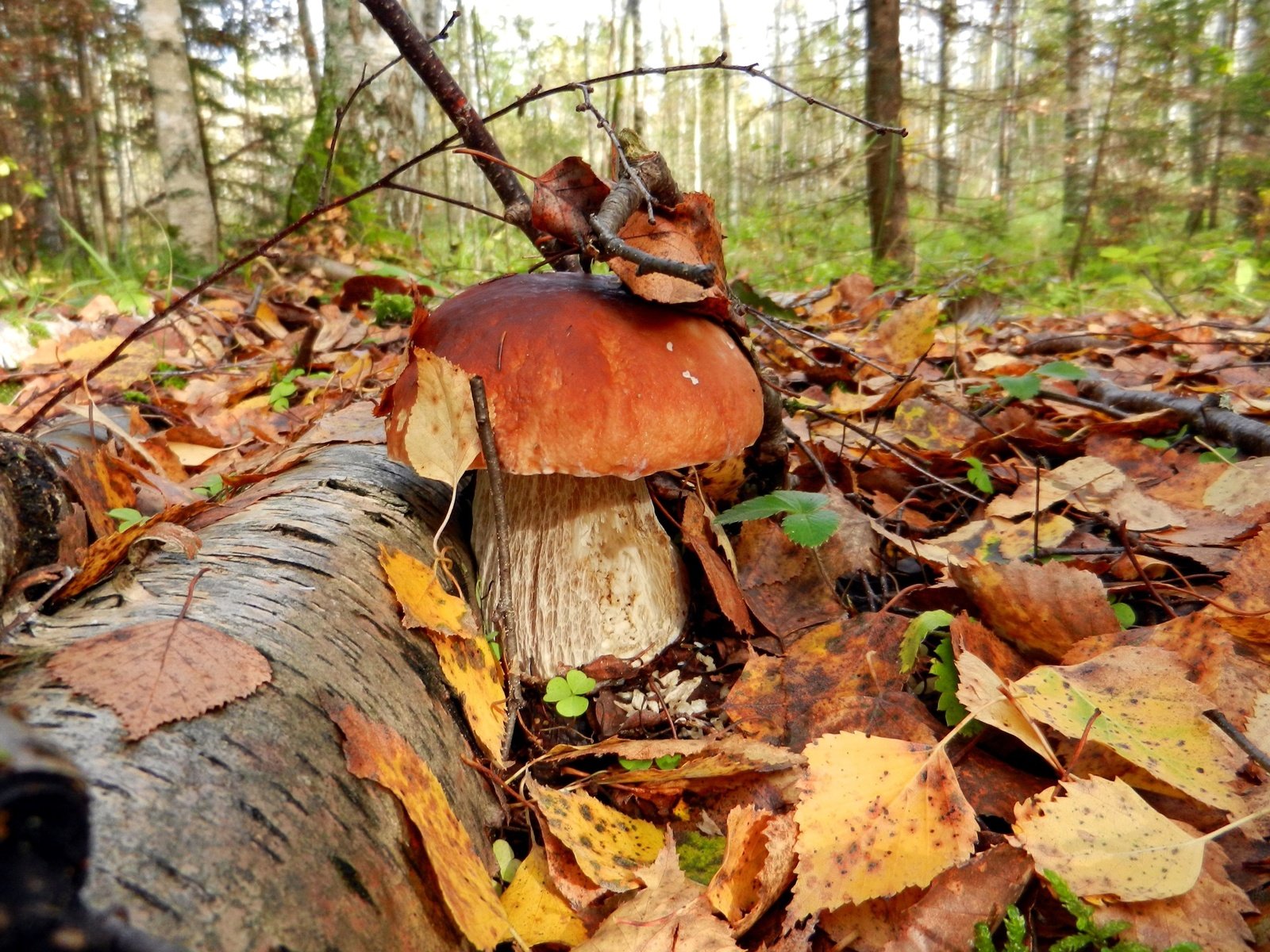 Обои природа, лес, листья, макро, осень, грибы, nature, forest, leaves, macro, autumn, mushrooms разрешение 4000x2918 Загрузить