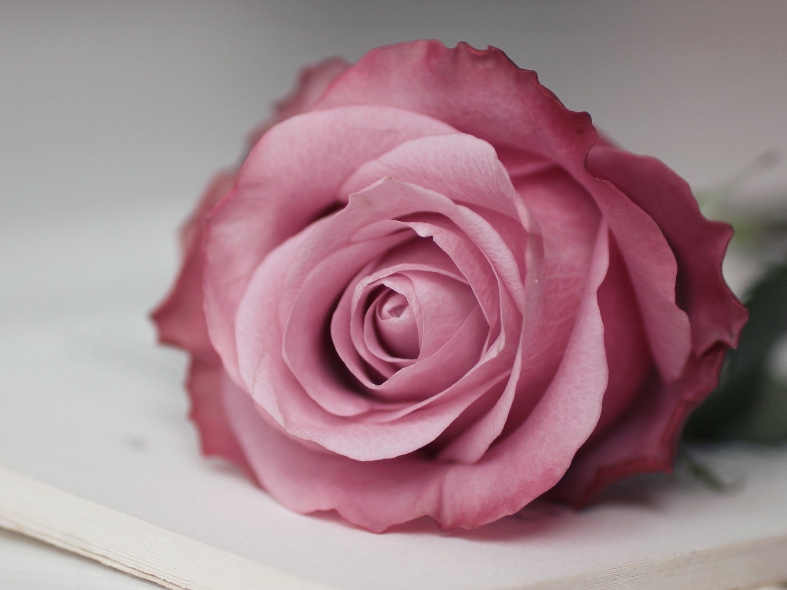 Обои макро, цветок, роза, розовая, macro, flower, rose, pink разрешение 1920x1200 Загрузить