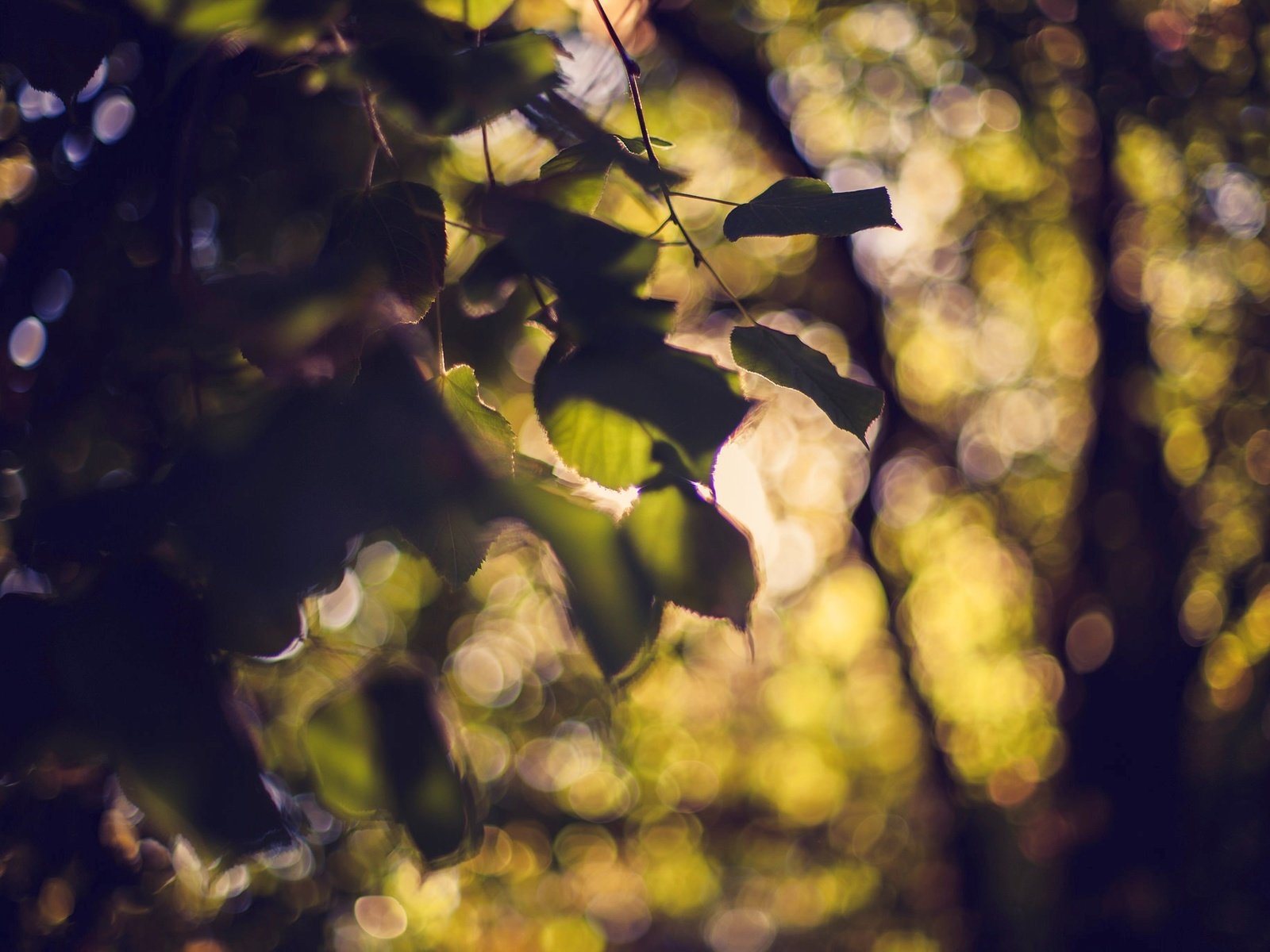 Обои дерево, листья, боке, tree, leaves, bokeh разрешение 2048x1365 Загрузить