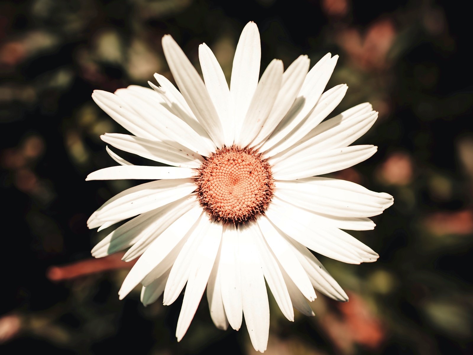 Обои цветок, лепестки, белый, ромашка, flower, petals, white, daisy разрешение 6016x3834 Загрузить