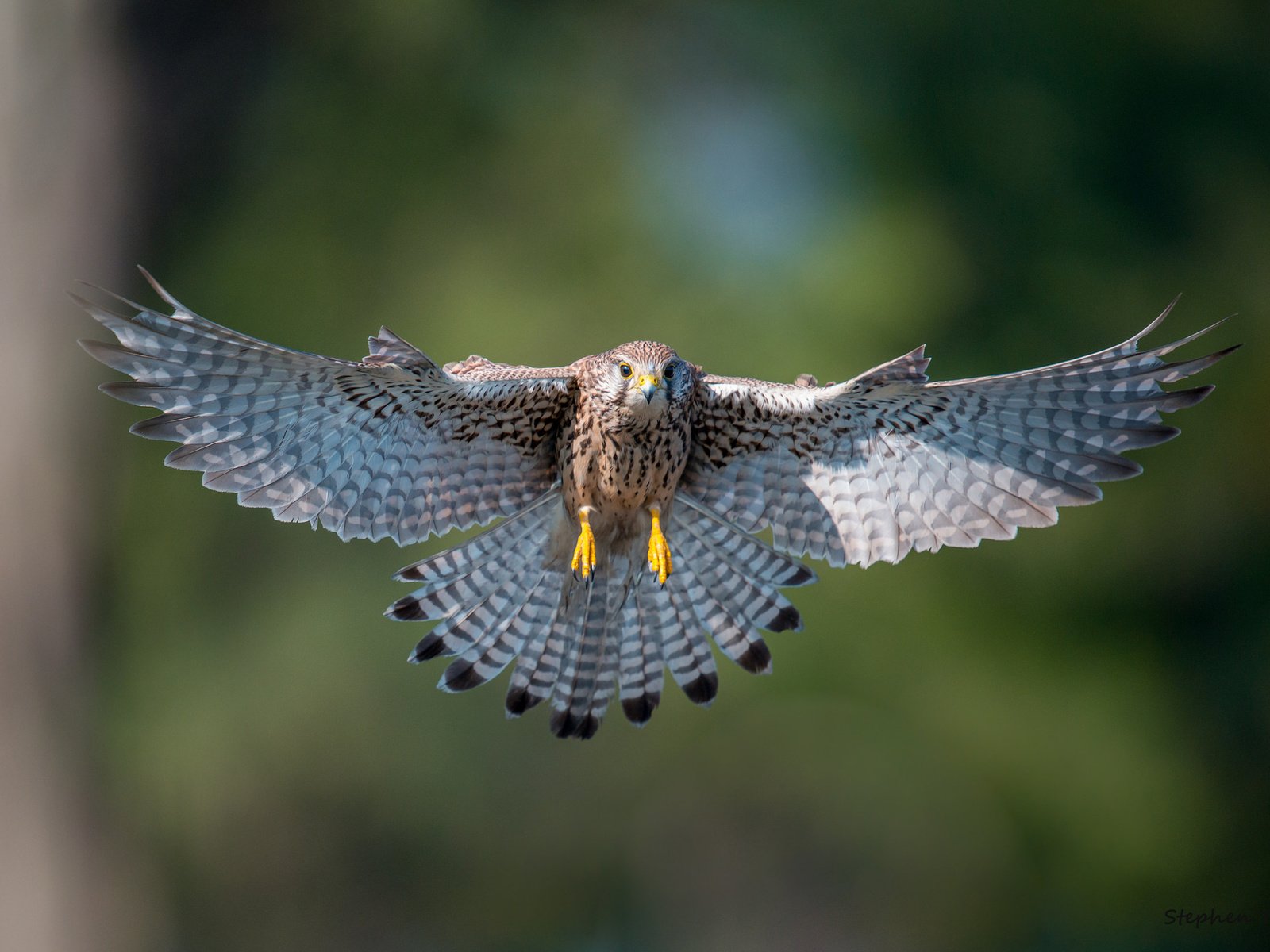 Обои полет, крылья, птица, взмах, пустельга, flight, wings, bird, stroke, kestrel разрешение 2048x1367 Загрузить