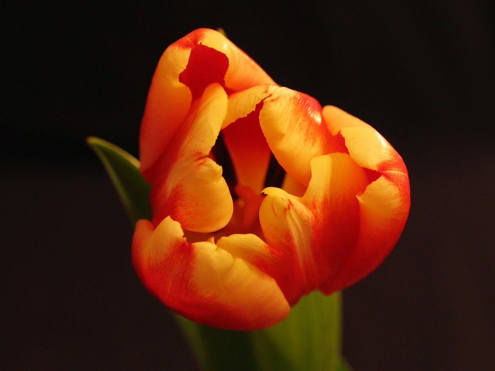 Обои макро, цветок, весна, оранжевый, черный фон, тюльпан, macro, flower, spring, orange, black background, tulip разрешение 1920x1440 Загрузить