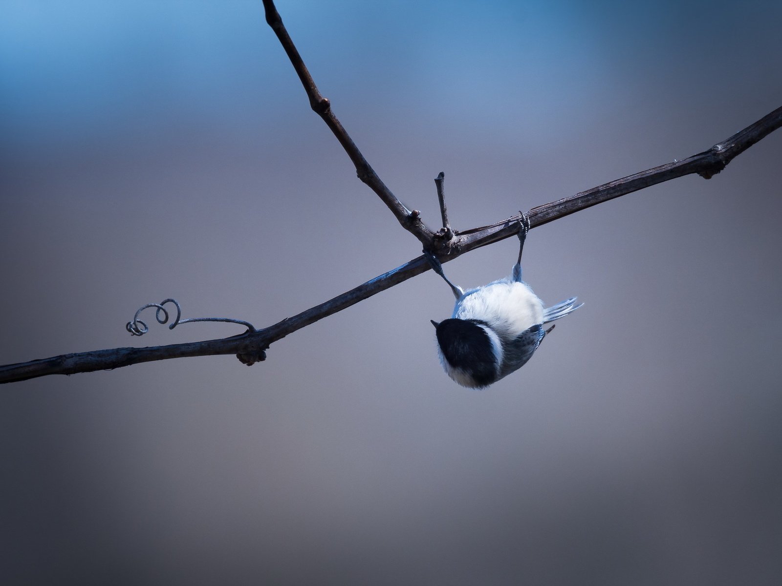 Обои ветка, птица, black-capped chickadee, branch, bird разрешение 2048x1363 Загрузить