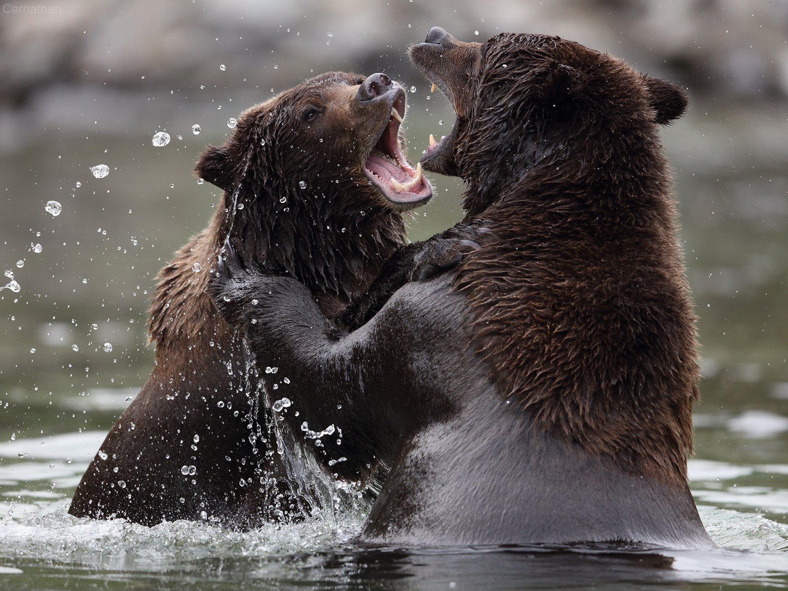 Обои вода, природа, медведи, аляска, бурый медведь, п, water, nature, bears, alaska, brown bear, p разрешение 2048x1365 Загрузить