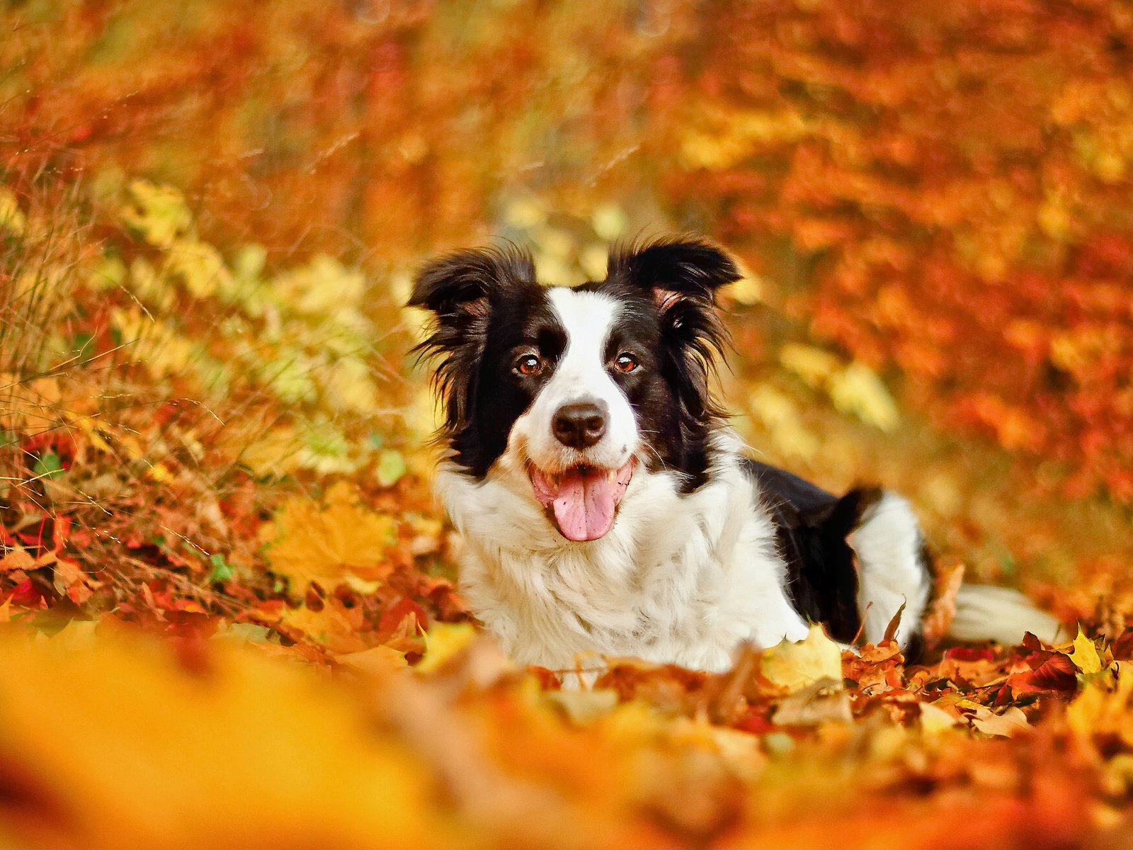 Обои листья, осень, собака, боке, бордер-колли, leaves, autumn, dog, bokeh, the border collie разрешение 2048x1304 Загрузить