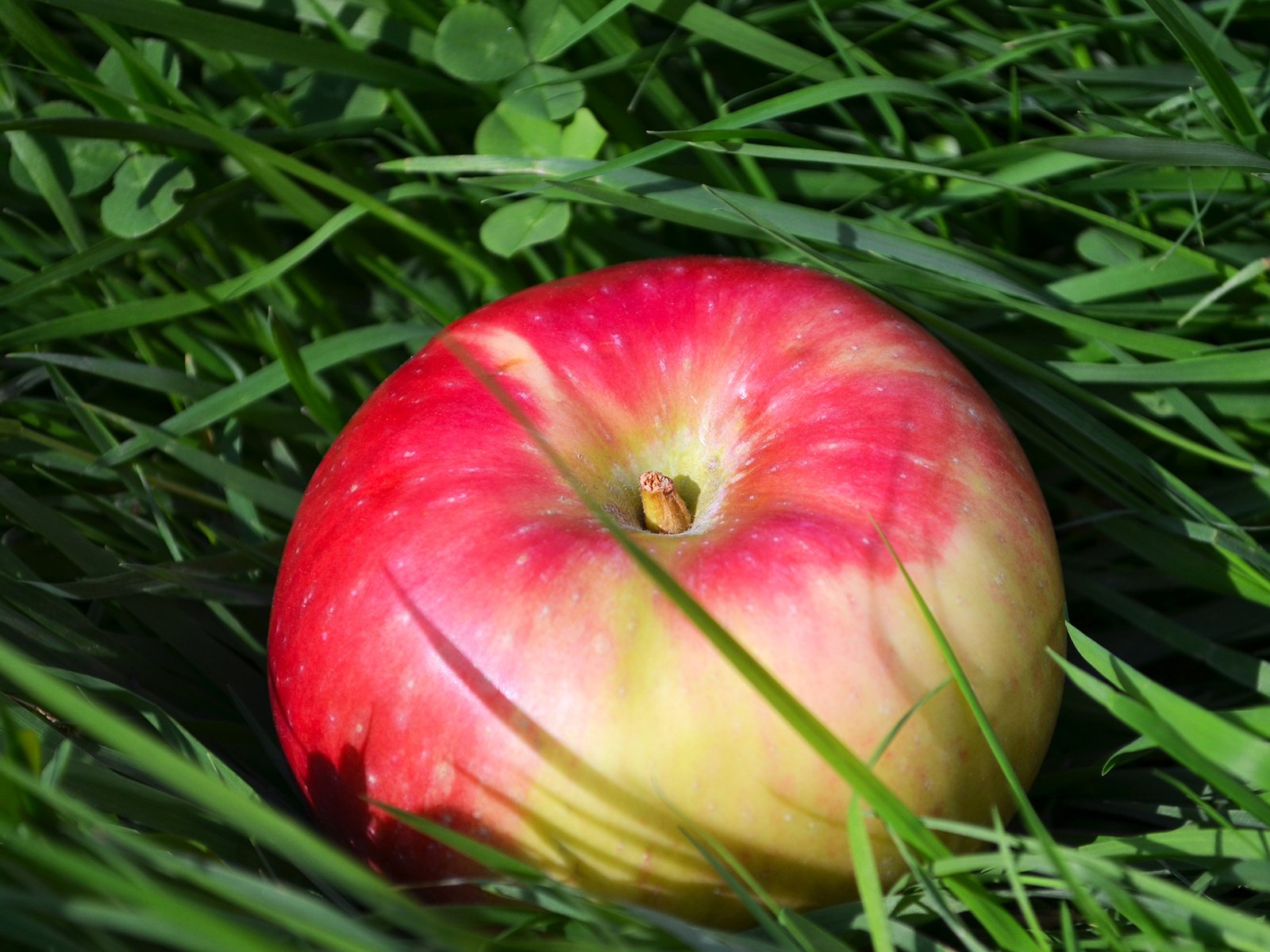Обои трава, клевер, фрукты, яблоко, grass, clover, fruit, apple разрешение 1920x1272 Загрузить