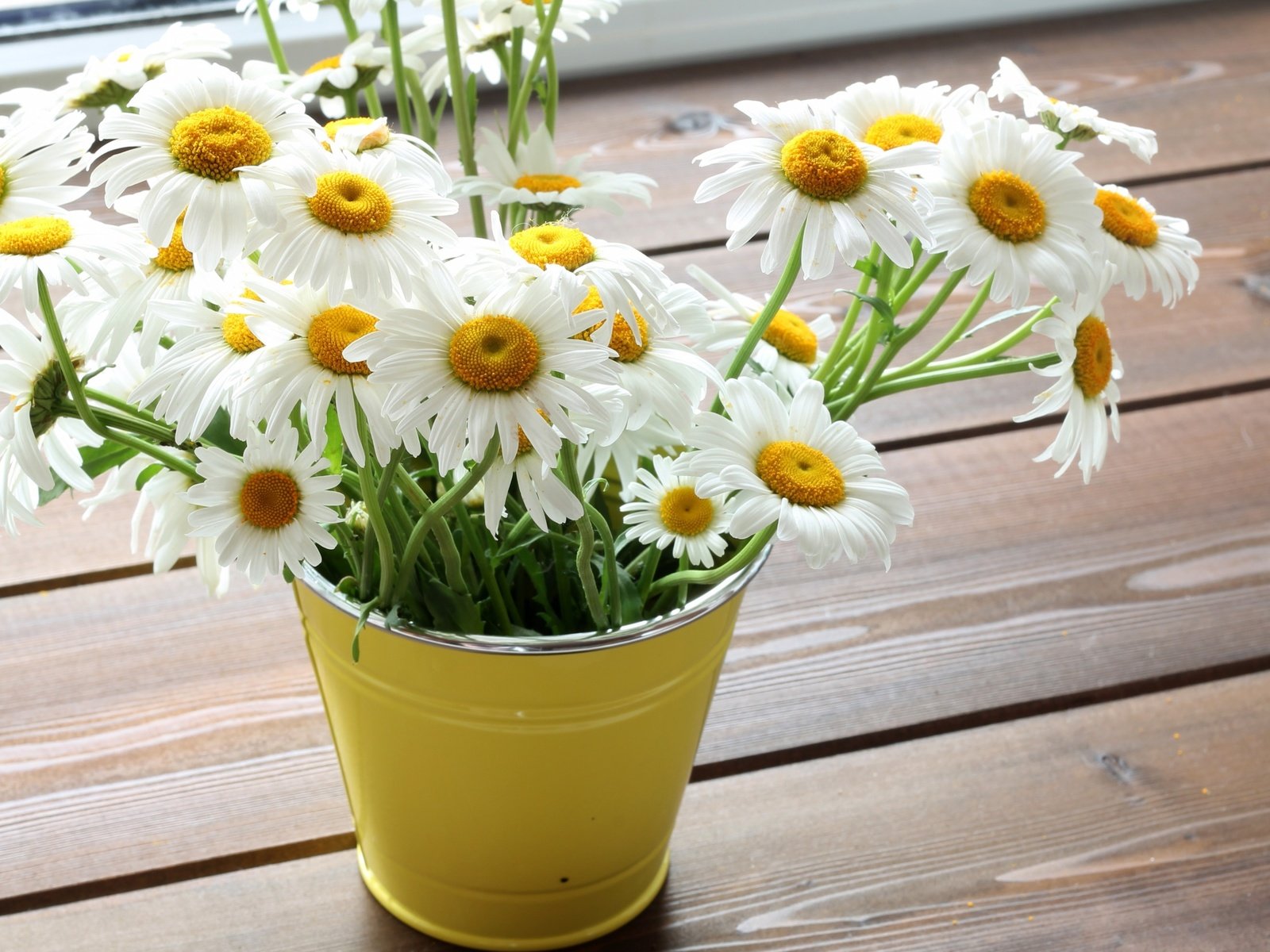 Обои цветы, ромашки, букет, flowers, chamomile, bouquet разрешение 4096x2730 Загрузить