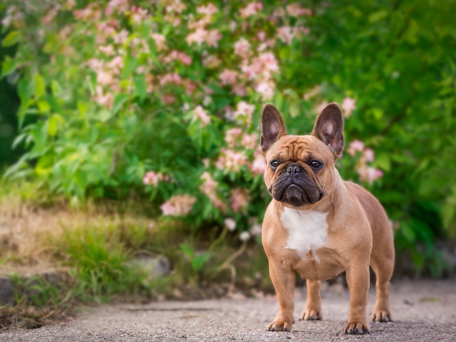 Скачать обои собака, бульдог, французский бульдог, dog, bulldog разрешение  1600x1200 #116849