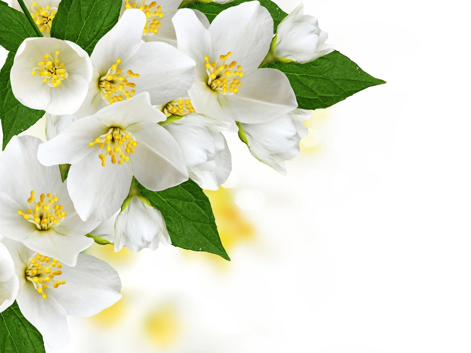 Обои цветы, цветение, белые, деревь, жасмин, цветущий, flowers, flowering, white, trees, jasmine, blooming разрешение 5000x3750 Загрузить