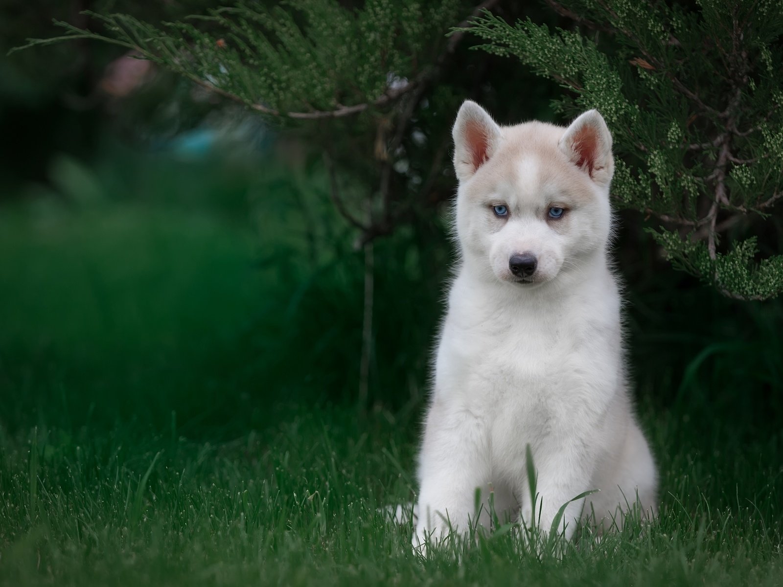 Обои трава, взгляд, щенок, хаски, голубоглазый, grass, look, puppy, husky, blue-eyed разрешение 3000x1968 Загрузить