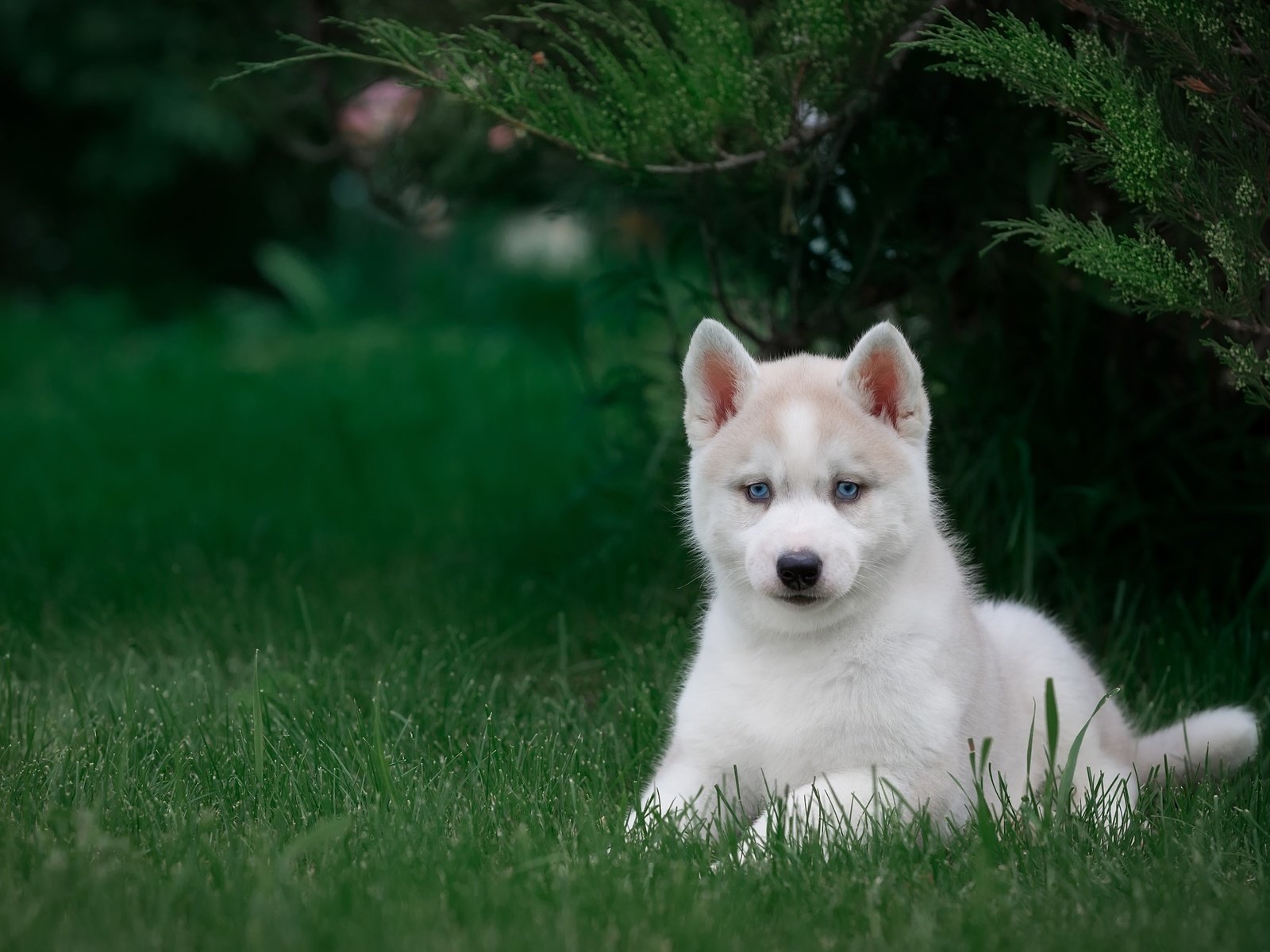 Обои трава, щенок, хаски, grass, puppy, husky разрешение 3000x1981 Загрузить