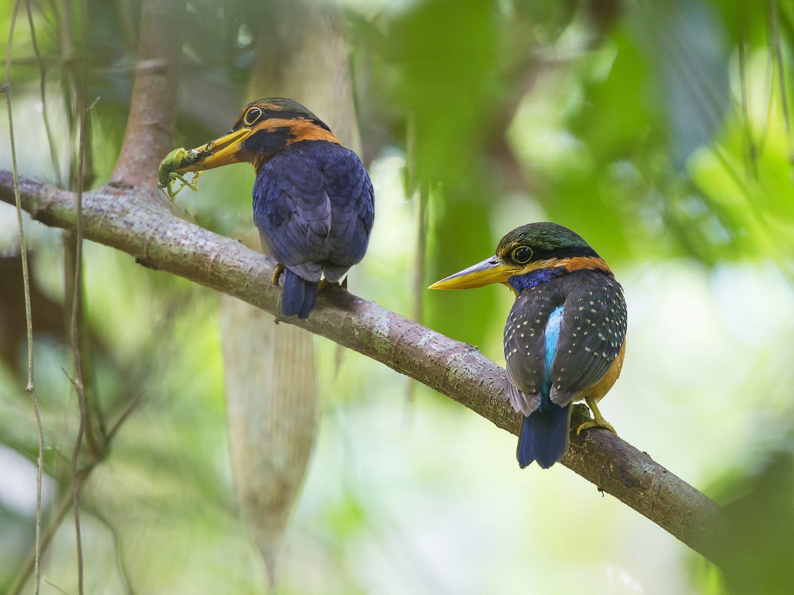 Обои ветка, птицы, клюв, перья, две, зимородок, weng keong liew, rufous-collared kingfisher, branch, birds, beak, feathers, two, kingfisher разрешение 2048x1365 Загрузить