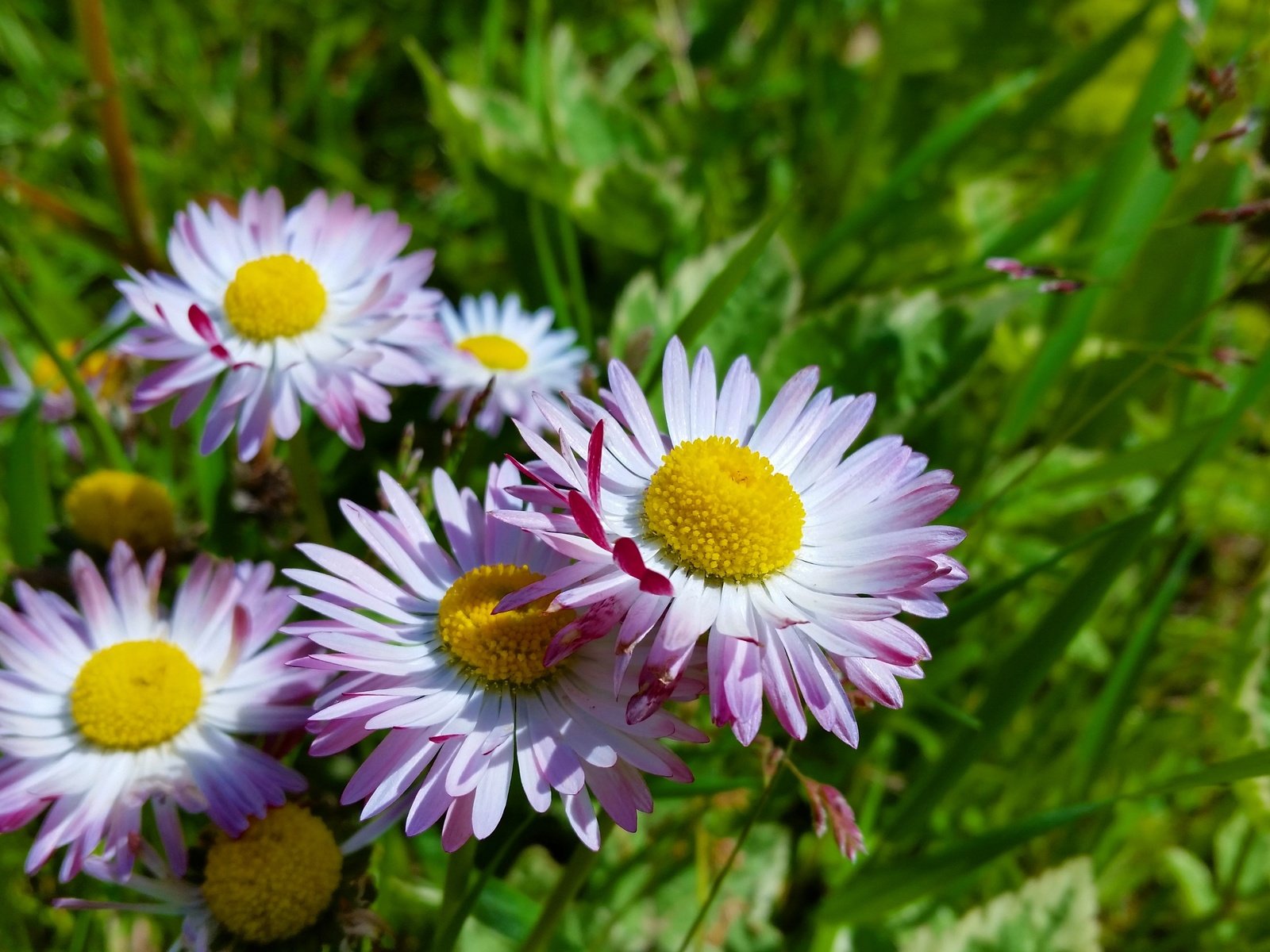 Обои цветы, солнце, лето, маргаритки, flowers, the sun, summer, daisy разрешение 4096x2304 Загрузить