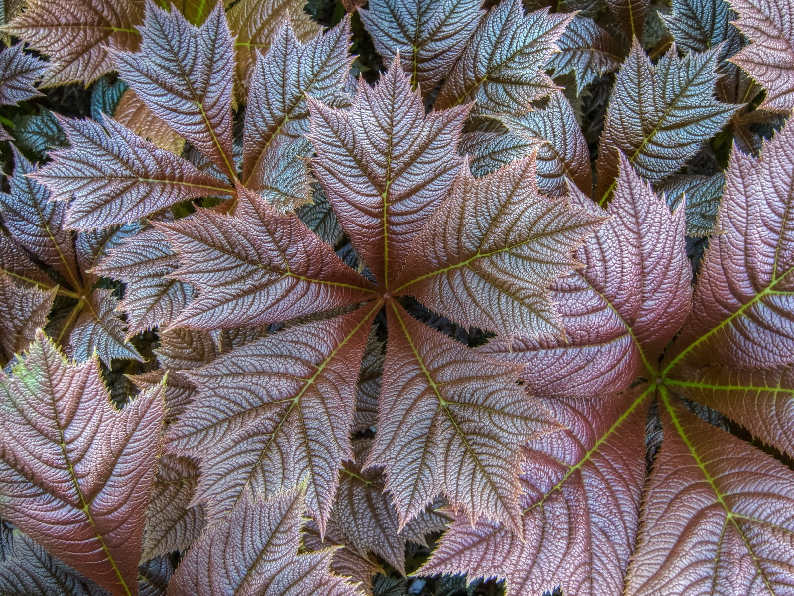 Обои природа, листья, осень, прожилки, растение, крупным планом, nature, leaves, autumn, veins, plant, closeup разрешение 2560x1707 Загрузить