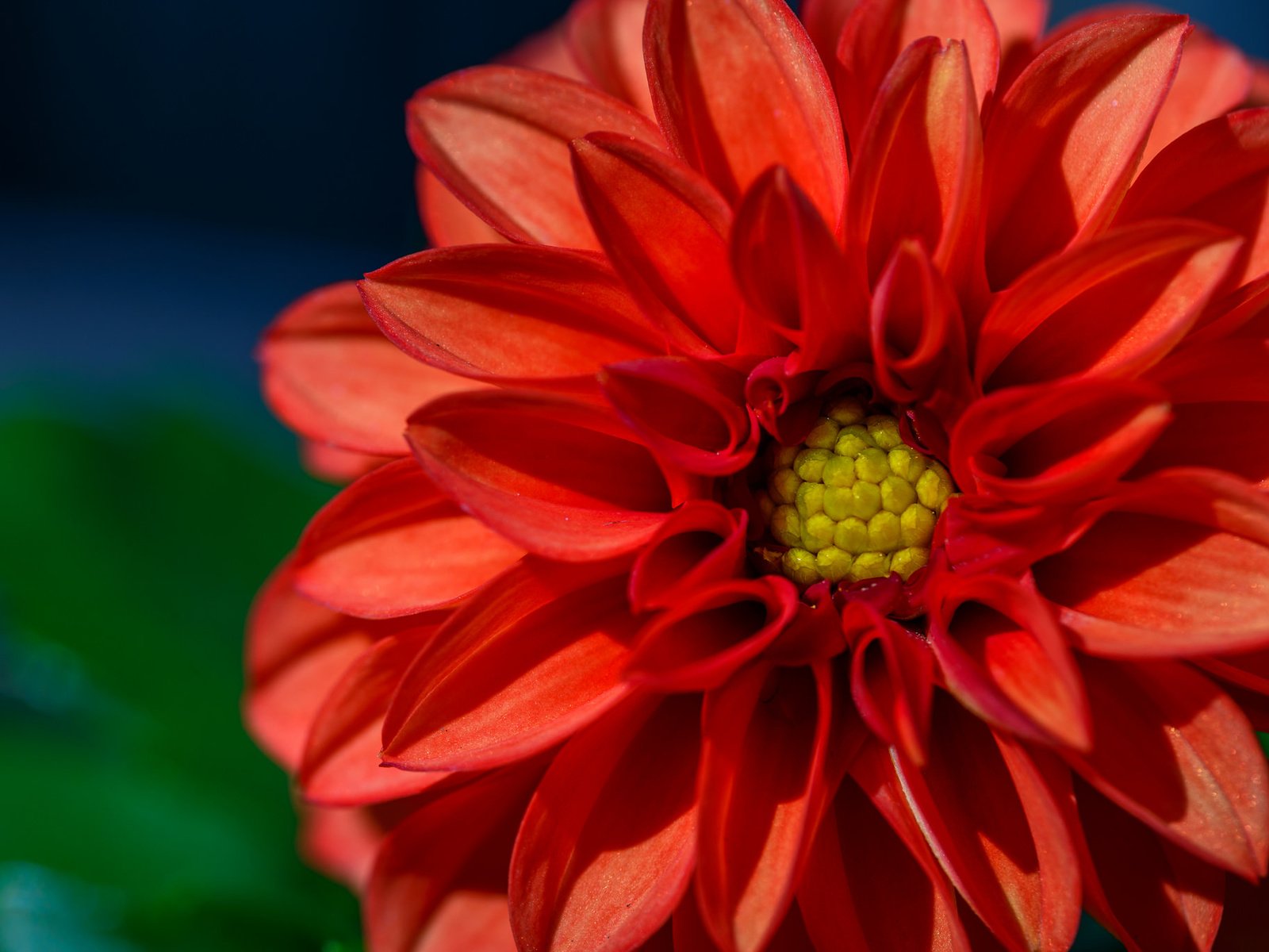 Обои макро, цветок, лепестки, георгин, macro, flower, petals, dahlia разрешение 2048x1367 Загрузить