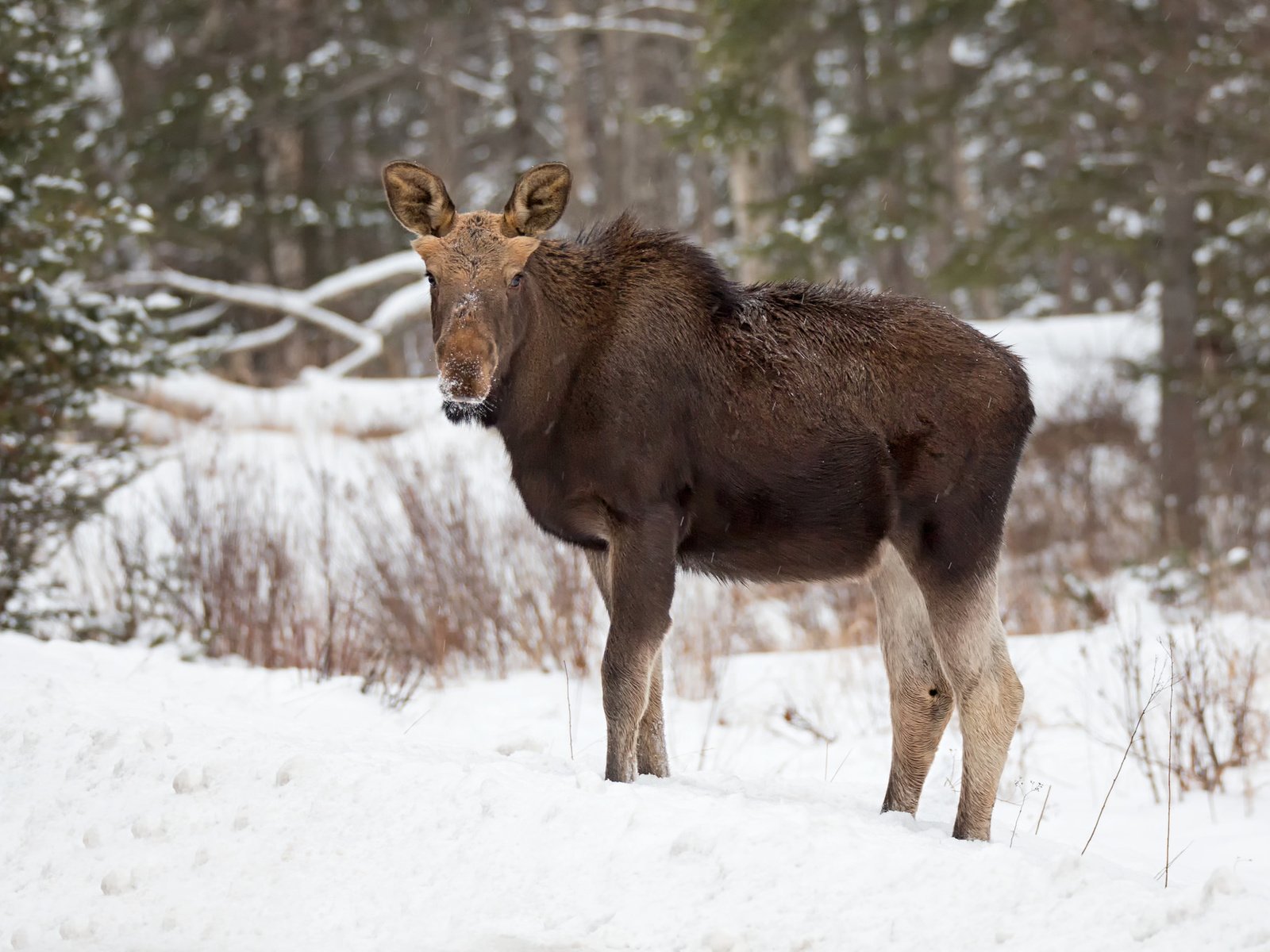 Обои лес, зима, лось, elan, forest, winter, moose разрешение 2048x1354 Загрузить