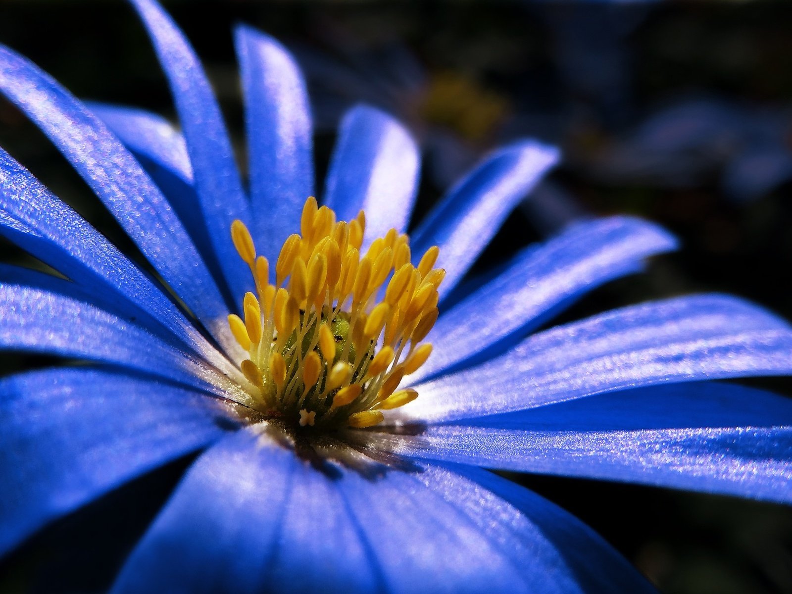 Обои макро, синий, цветок, лепестки, весна, анемон, macro, blue, flower, petals, spring, anemone разрешение 1920x1352 Загрузить