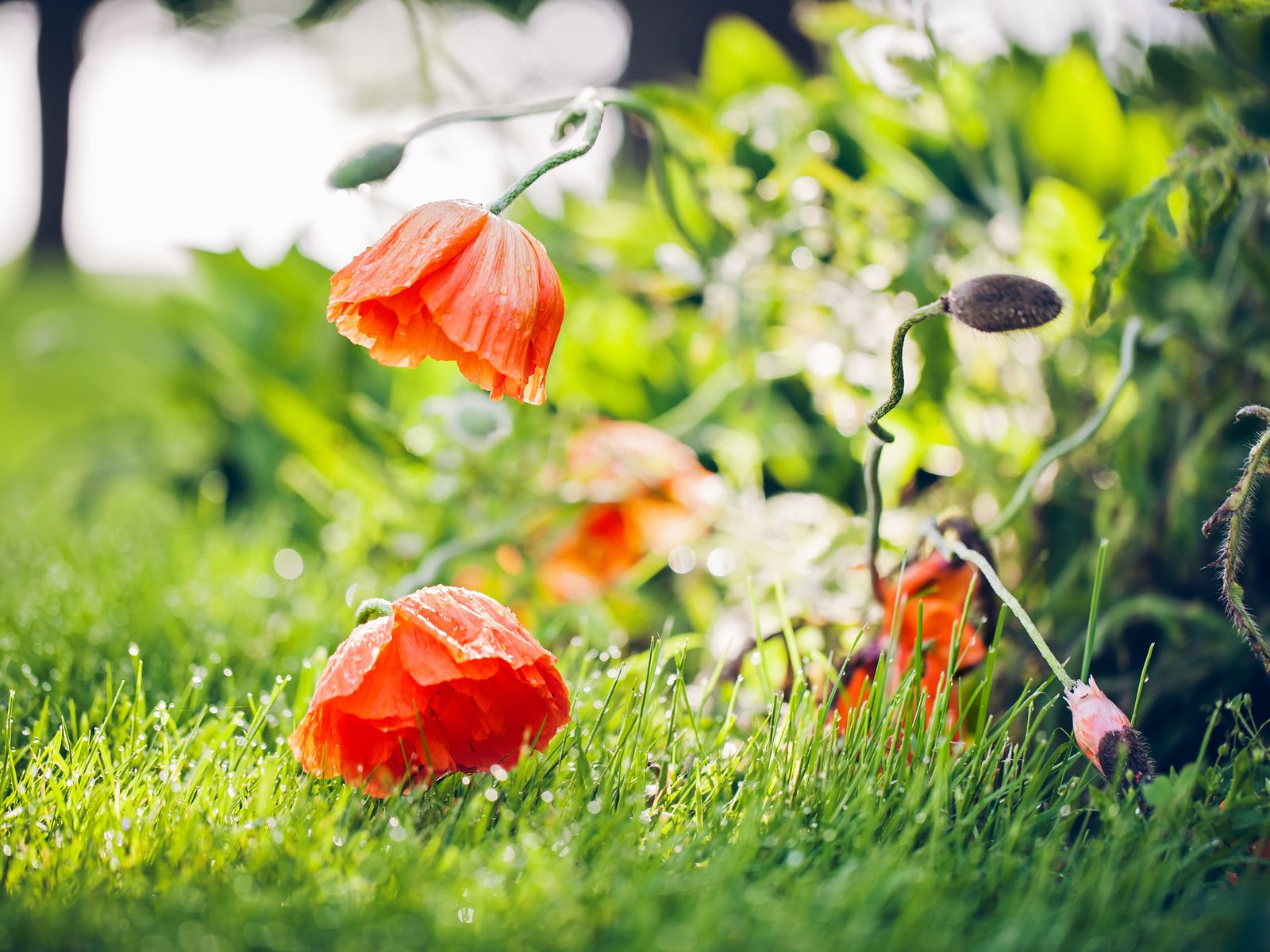 Обои цветы, трава, природа, поле, роса, лето, маки, flowers, grass, nature, field, rosa, summer, maki разрешение 2048x1365 Загрузить