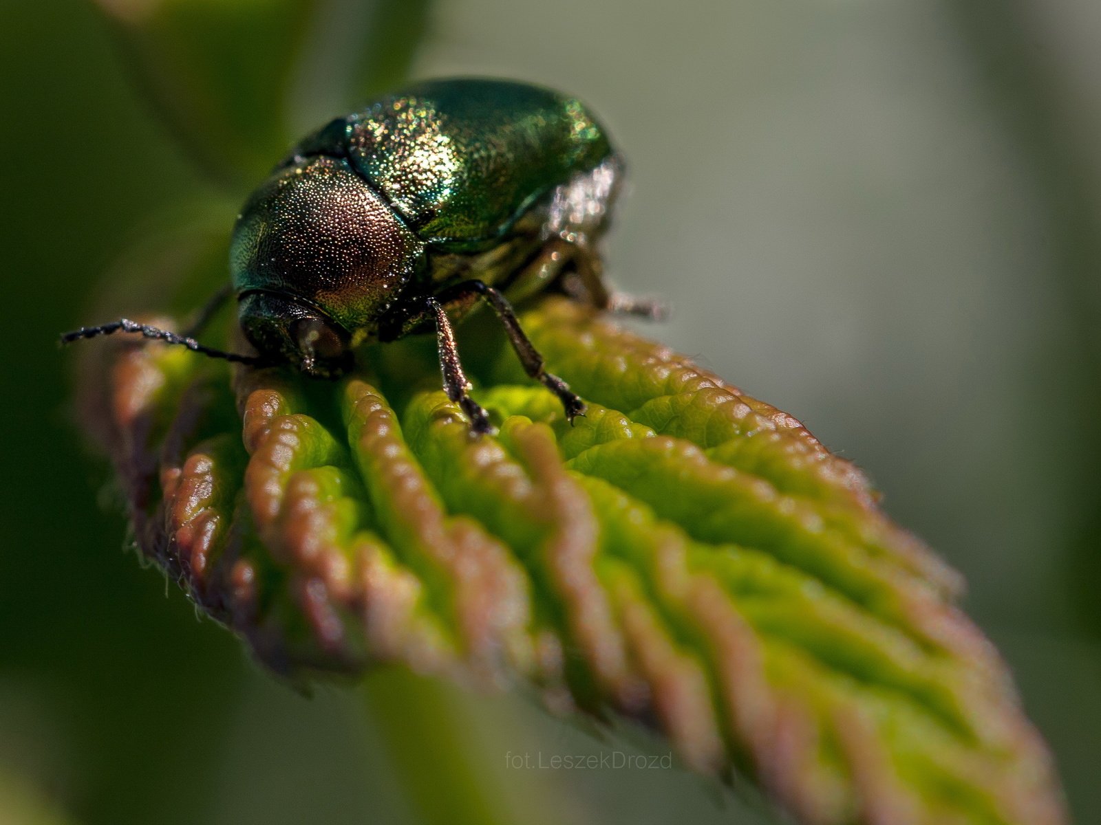 Обои природа, листья, жук, макро, насекомое, боке, nature, leaves, beetle, macro, insect, bokeh разрешение 2871x1914 Загрузить