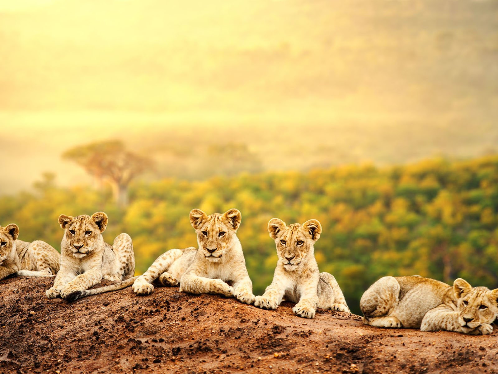 Обои львы, львята, хищники, большие кошки, lions, the cubs, predators, big cats разрешение 1920x1200 Загрузить