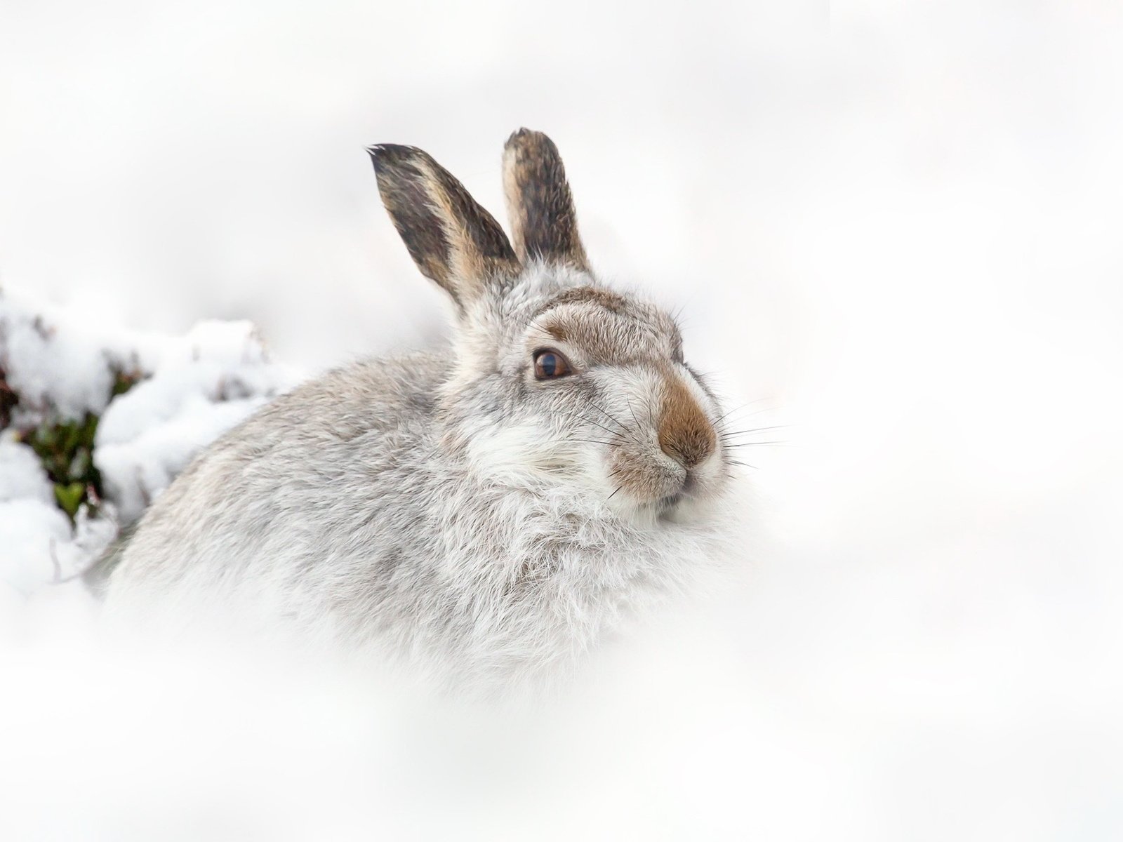 Заяц в сугробе. Кролик в снегу. Заяц зимой. Зайчик в снегу. Зимний зайчик.
