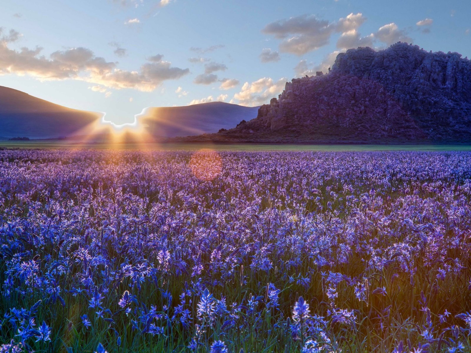 Обои небо, цветы, облака, природа, закат, пейзаж, поле, солнечные лучи, the sky, flowers, clouds, nature, sunset, landscape, field, the sun's rays разрешение 2880x1800 Загрузить