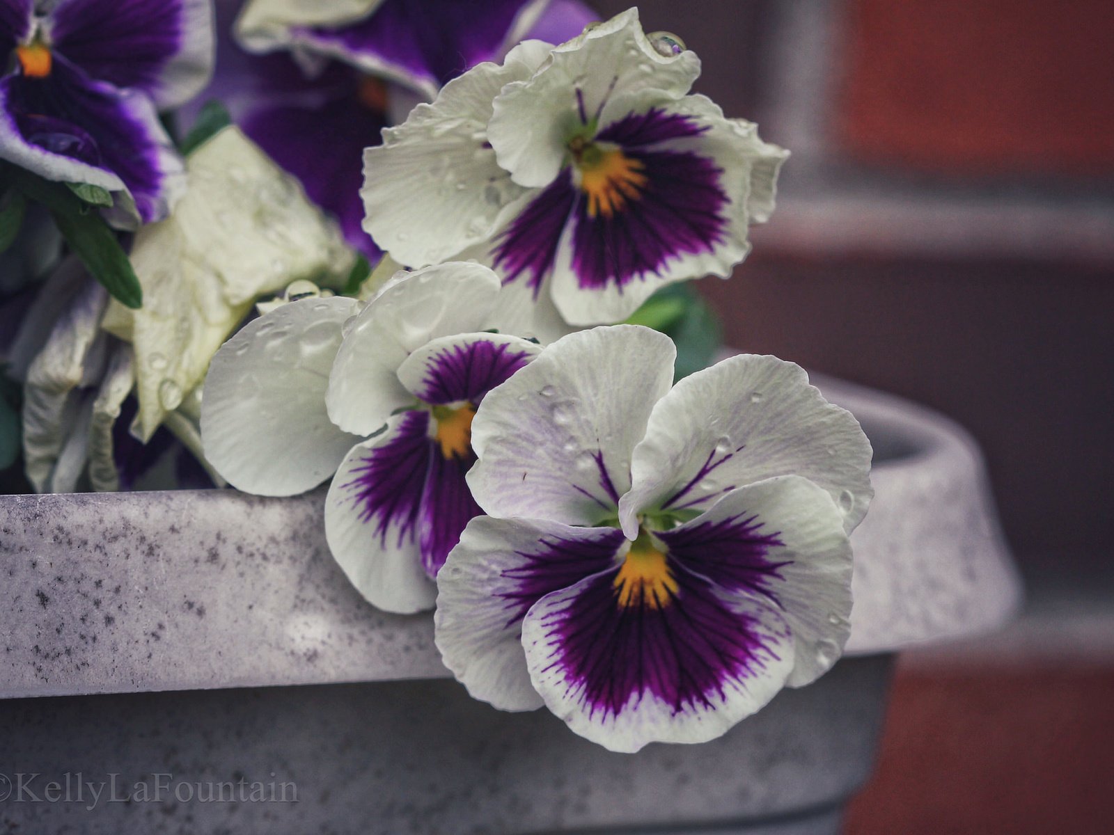 Обои цветы, макро, капли, лепестки, анютины глазки, flowers, macro, drops, petals, pansy разрешение 2048x1462 Загрузить