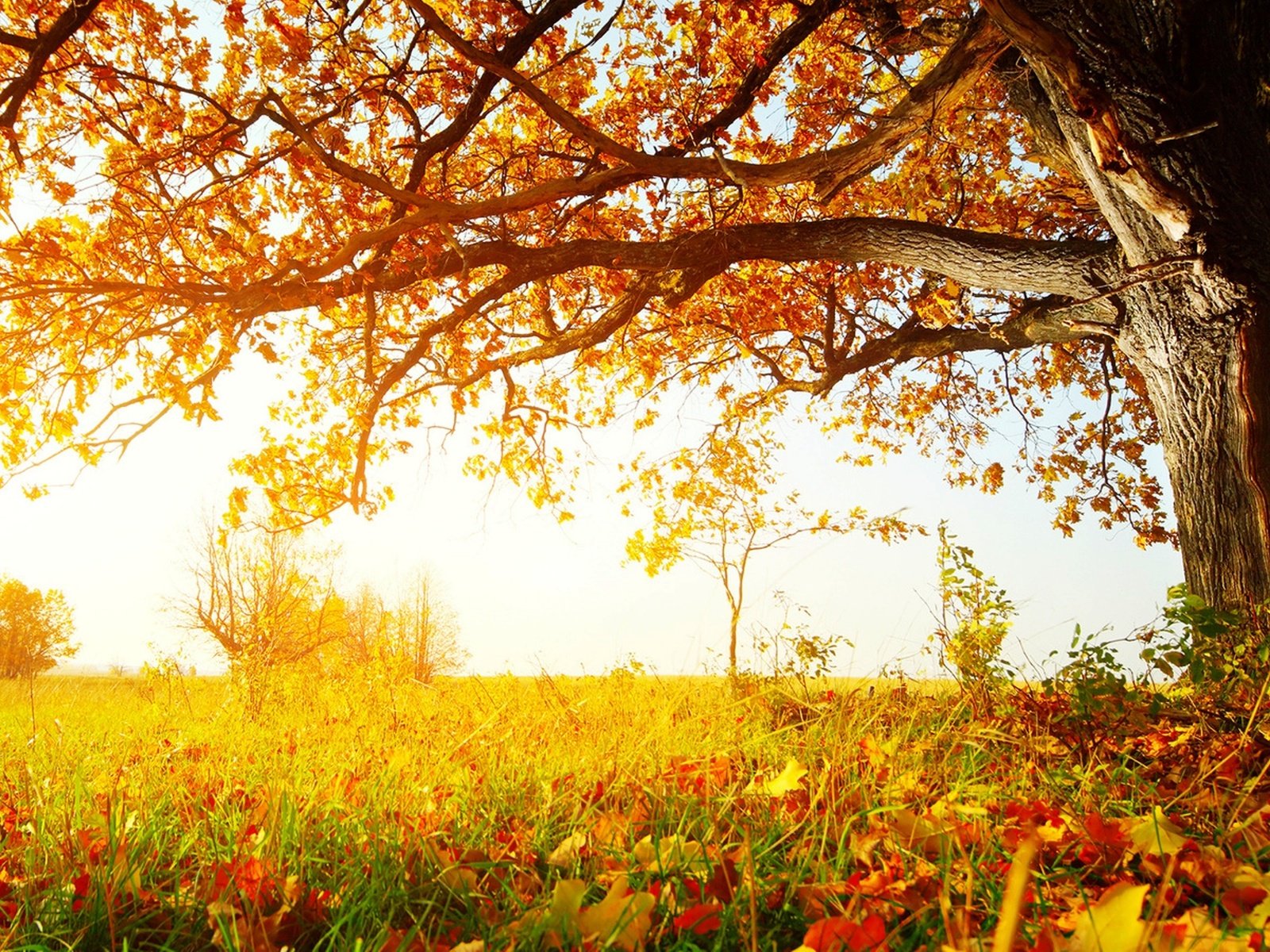 Обои трава, листья, осень, желтые листья, опавшая листва, grass, leaves, autumn, yellow leaves, fallen leaves разрешение 3500x1969 Загрузить