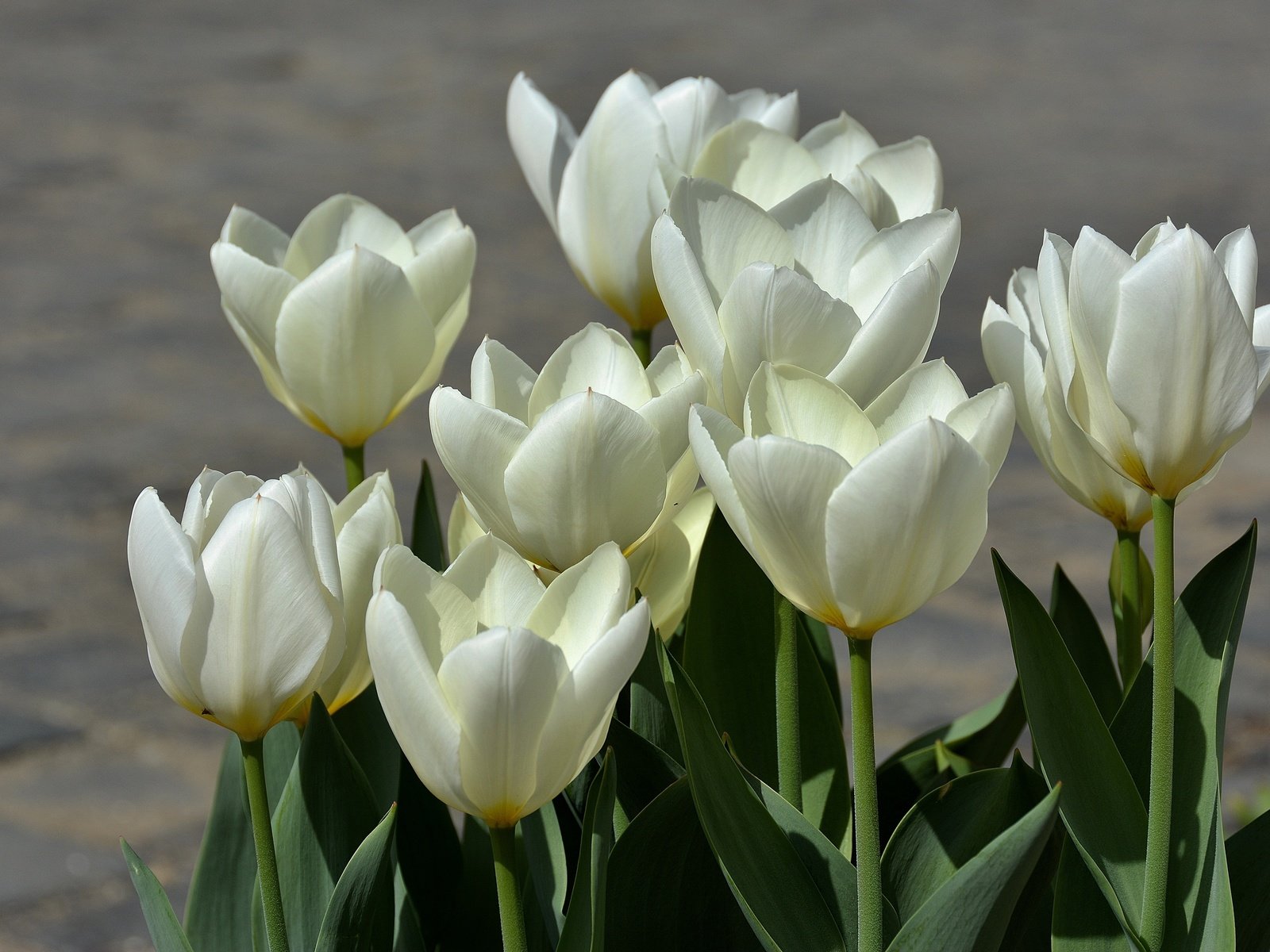 Обои бутоны, весна, тюльпаны, белые, белая, тульпаны, весенние, buds, spring, tulips, white разрешение 5671x3749 Загрузить