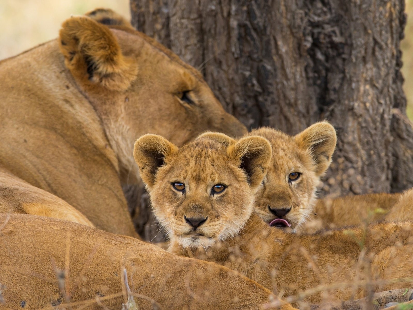 Обои львы, мама, малыши, львята, львица, lions, mom, kids, the cubs, lioness разрешение 1950x1250 Загрузить