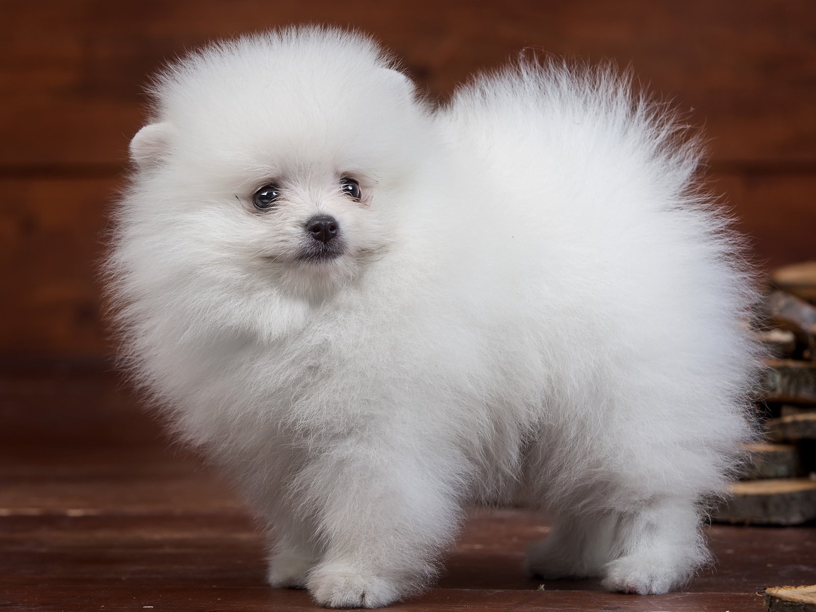 Обои пушистый, белый, щенок, милый, шпиц, fluffy, white, puppy, cute, spitz разрешение 4000x2523 Загрузить