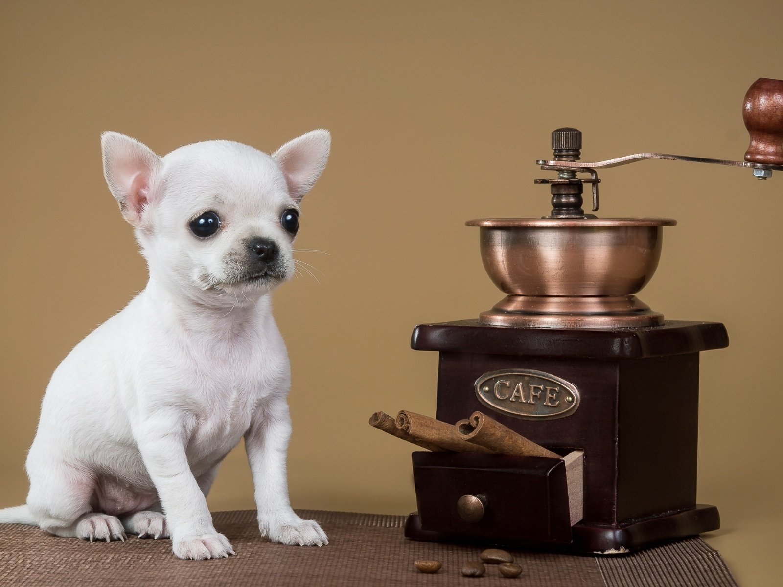 Обои корица, собака, щенок, кофемолка, чихуахуа, cinnamon, dog, puppy, coffee grinder, chihuahua разрешение 2400x1560 Загрузить