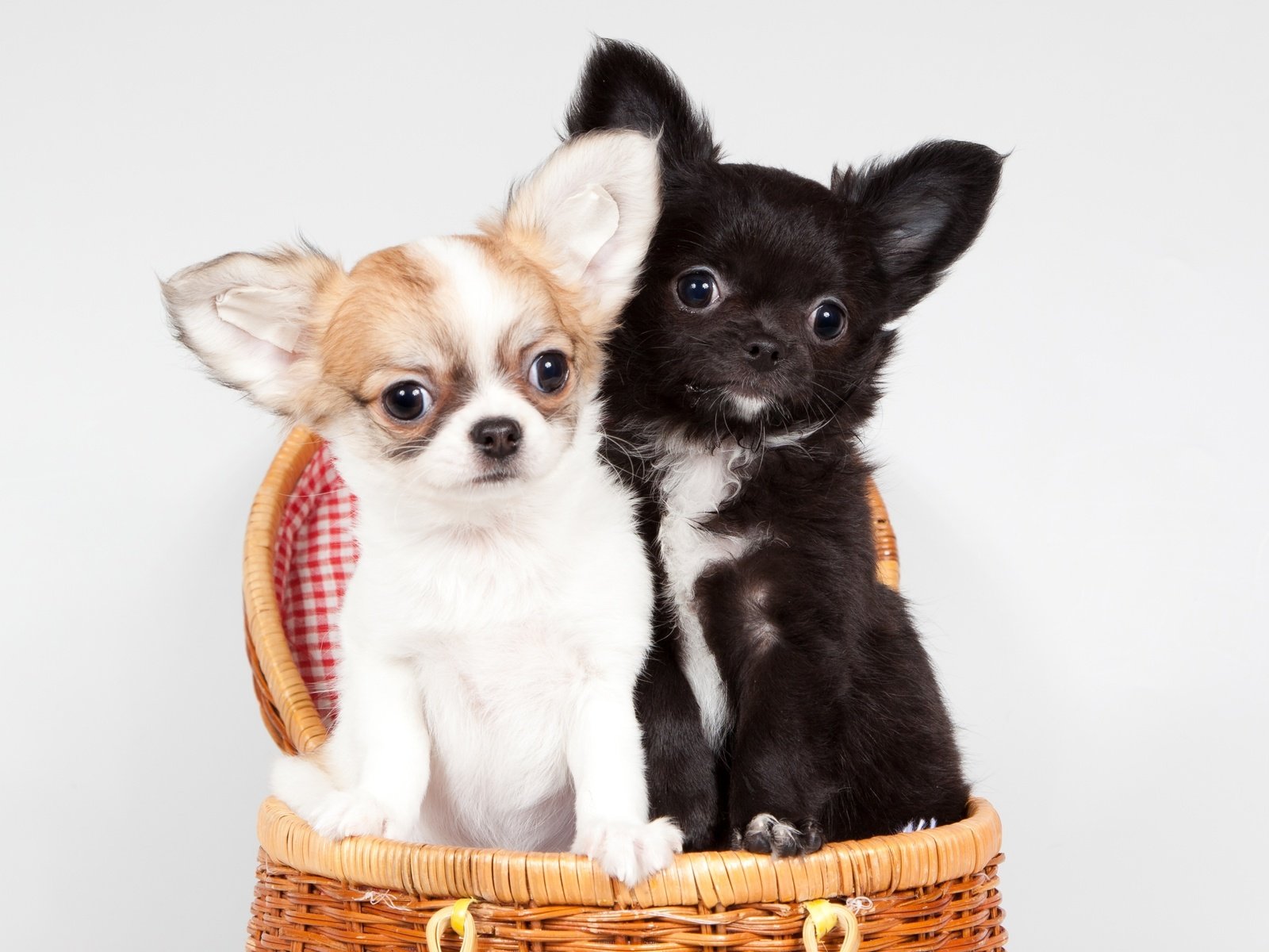 Обои корзина, щенки, милые, чихуахуа, basket, puppies, cute, chihuahua разрешение 3000x1920 Загрузить