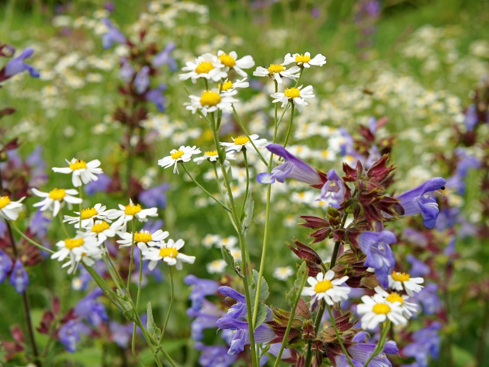 Обои лето, луг, ромашки, полевые цветы, summer, meadow, chamomile, wildflowers разрешение 2400x1597 Загрузить