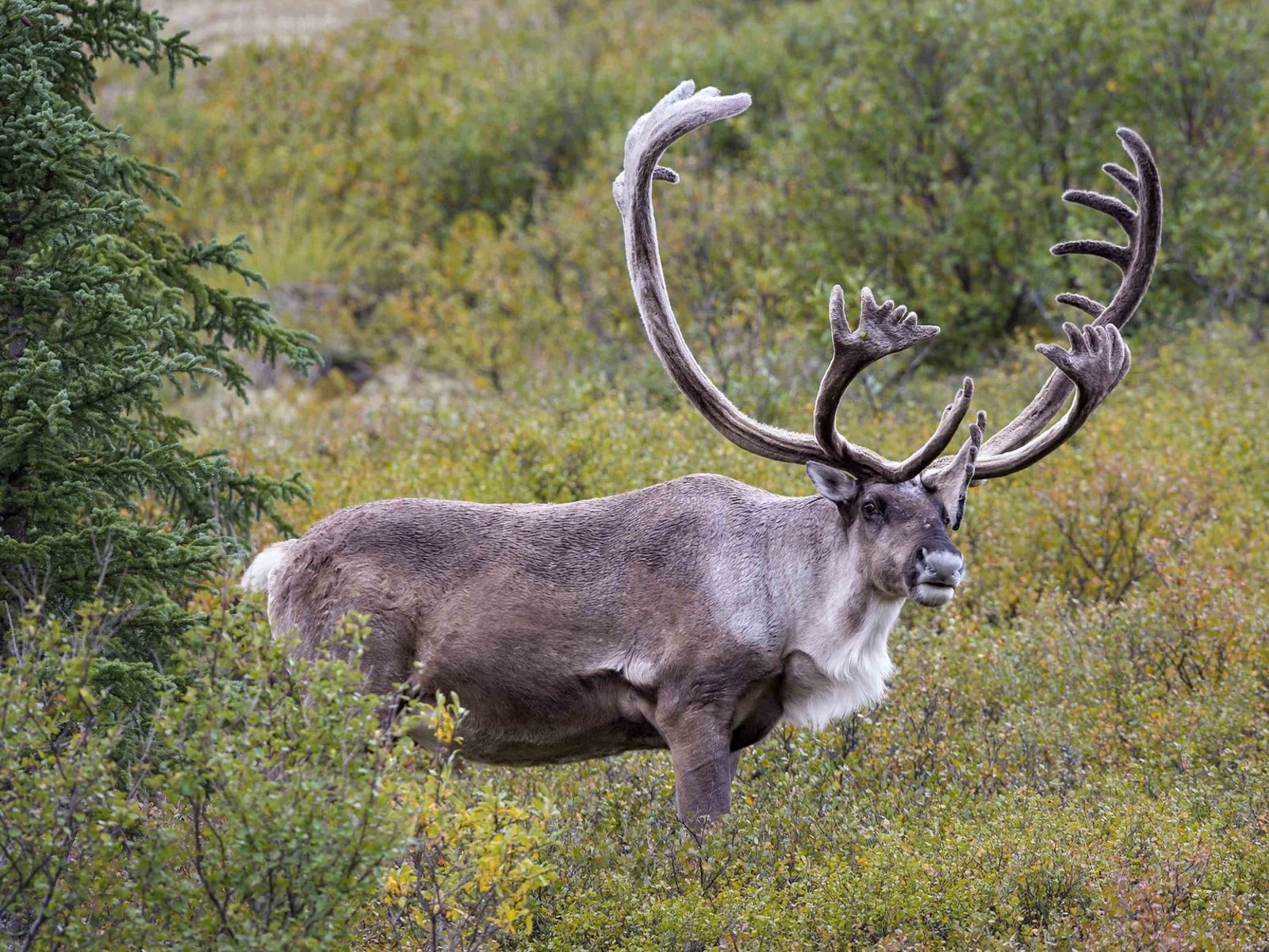 Обои олень, рога, северный, deer, horns, north разрешение 1920x1217 Загрузить