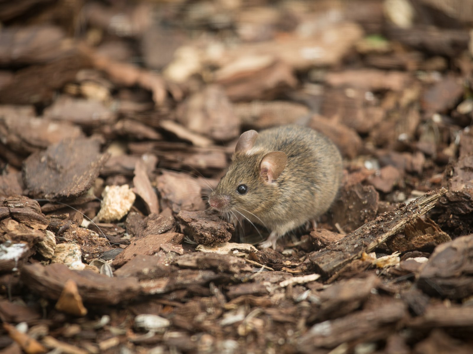 Обои мышь, грызун, полевка, mouse, rodent, vole разрешение 5184x3456 Загрузить