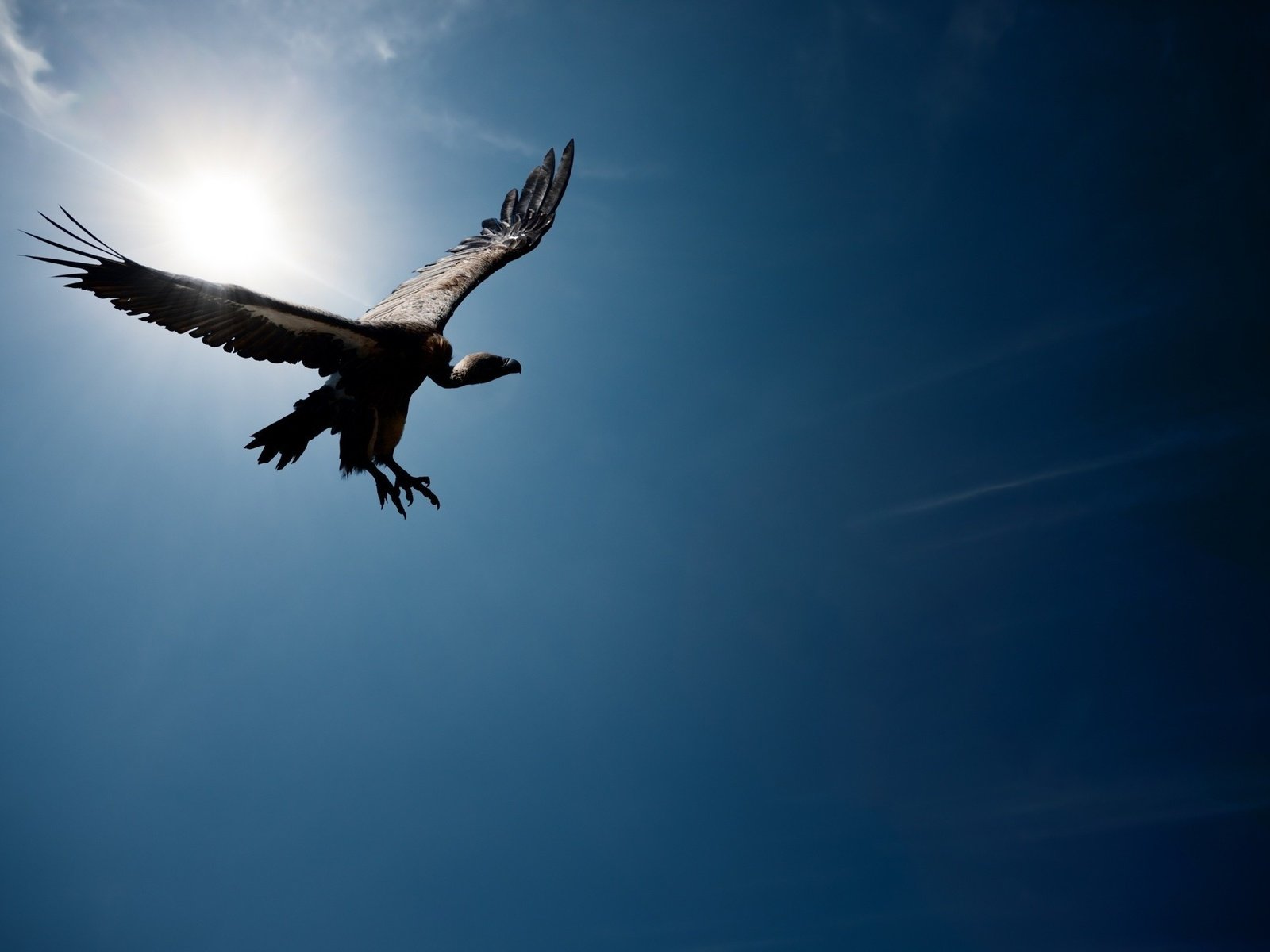 Обои небо, солнце, полет, гриф, птица, стервятник, the sky, the sun, flight, grif, bird, vulture разрешение 2200x1467 Загрузить